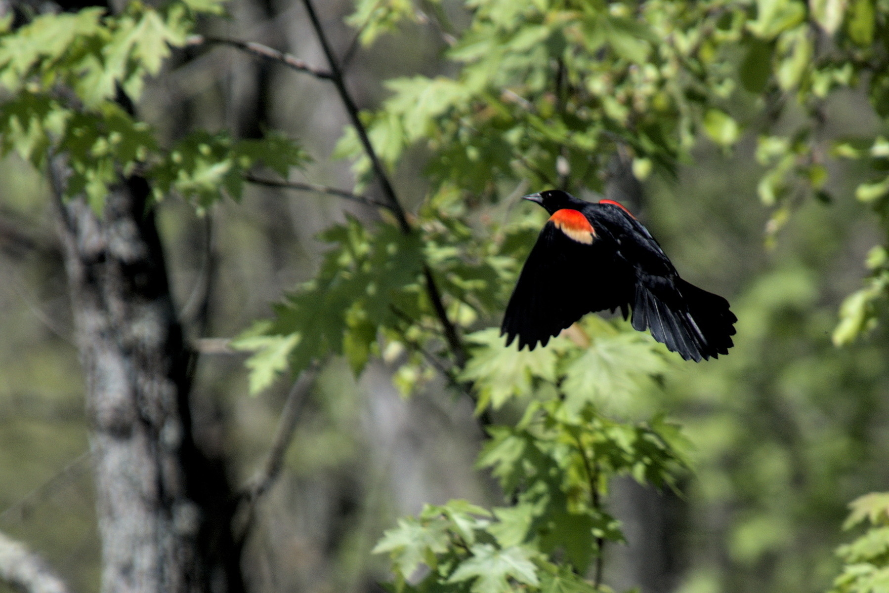 Red-winged Blackbird in flight.
