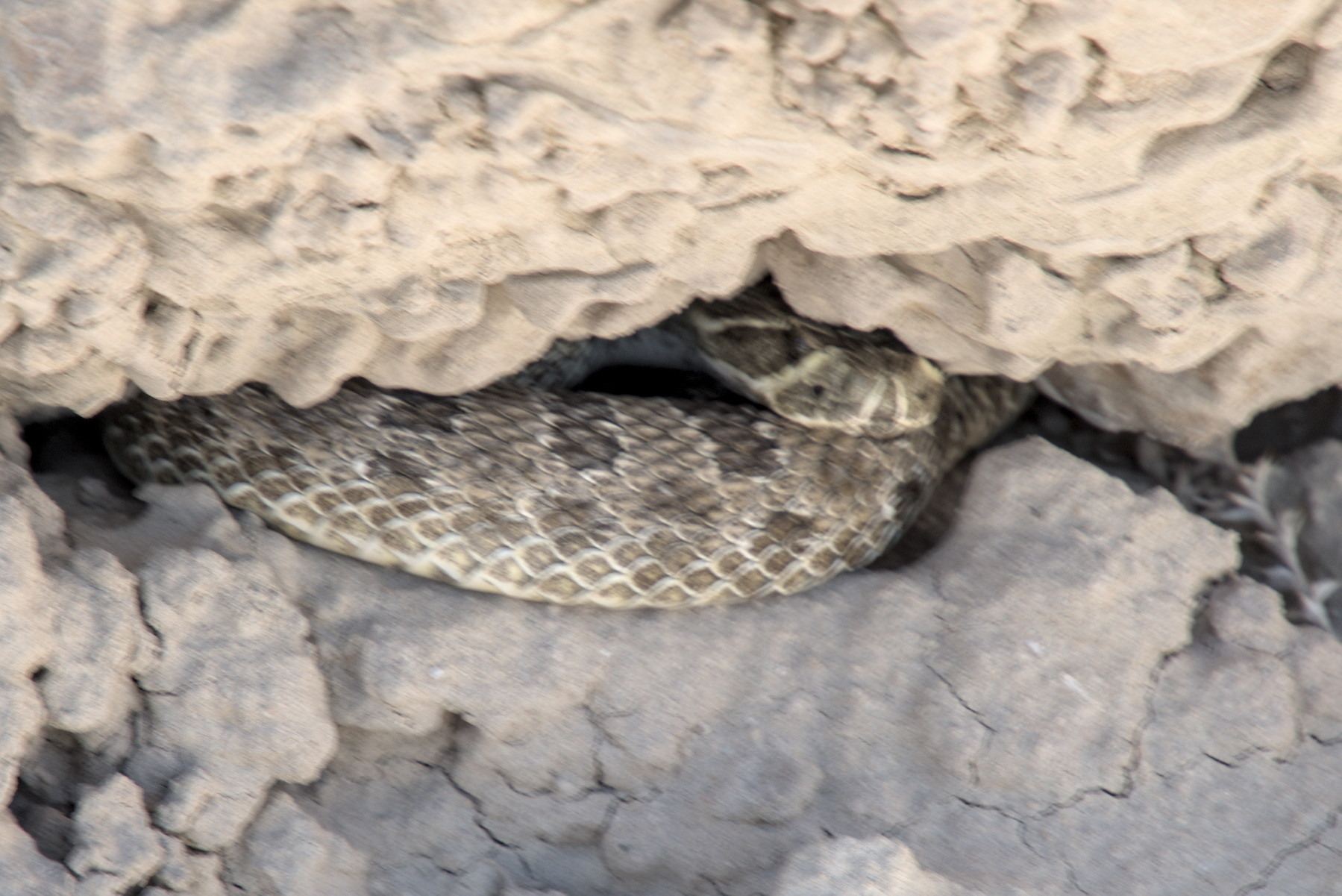 Rattlesnake coiled up in small gap under a rock ledge.