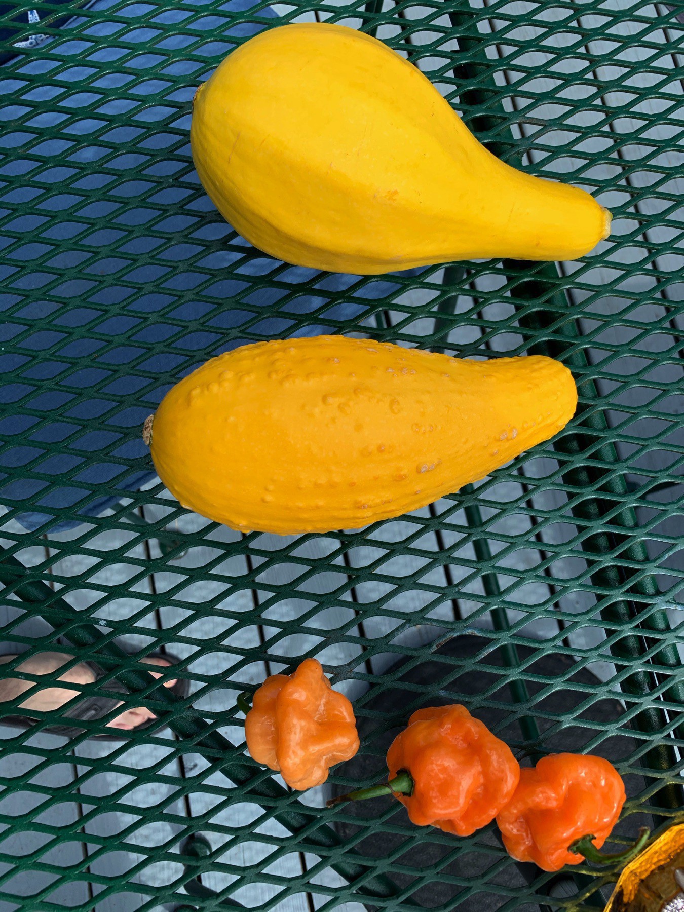 Two Summer Squash and Three Habanero Peppers