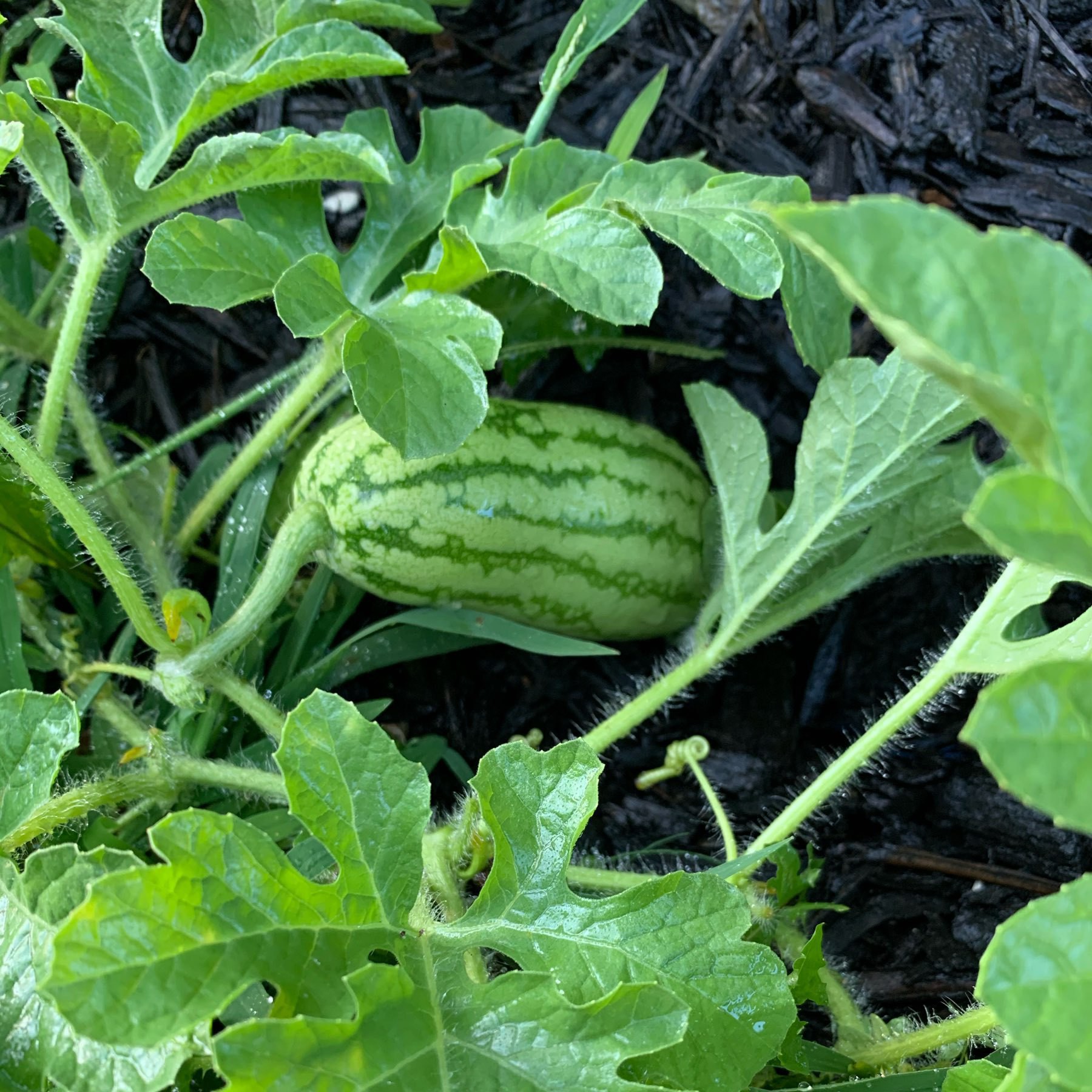 Small Watermelon growing