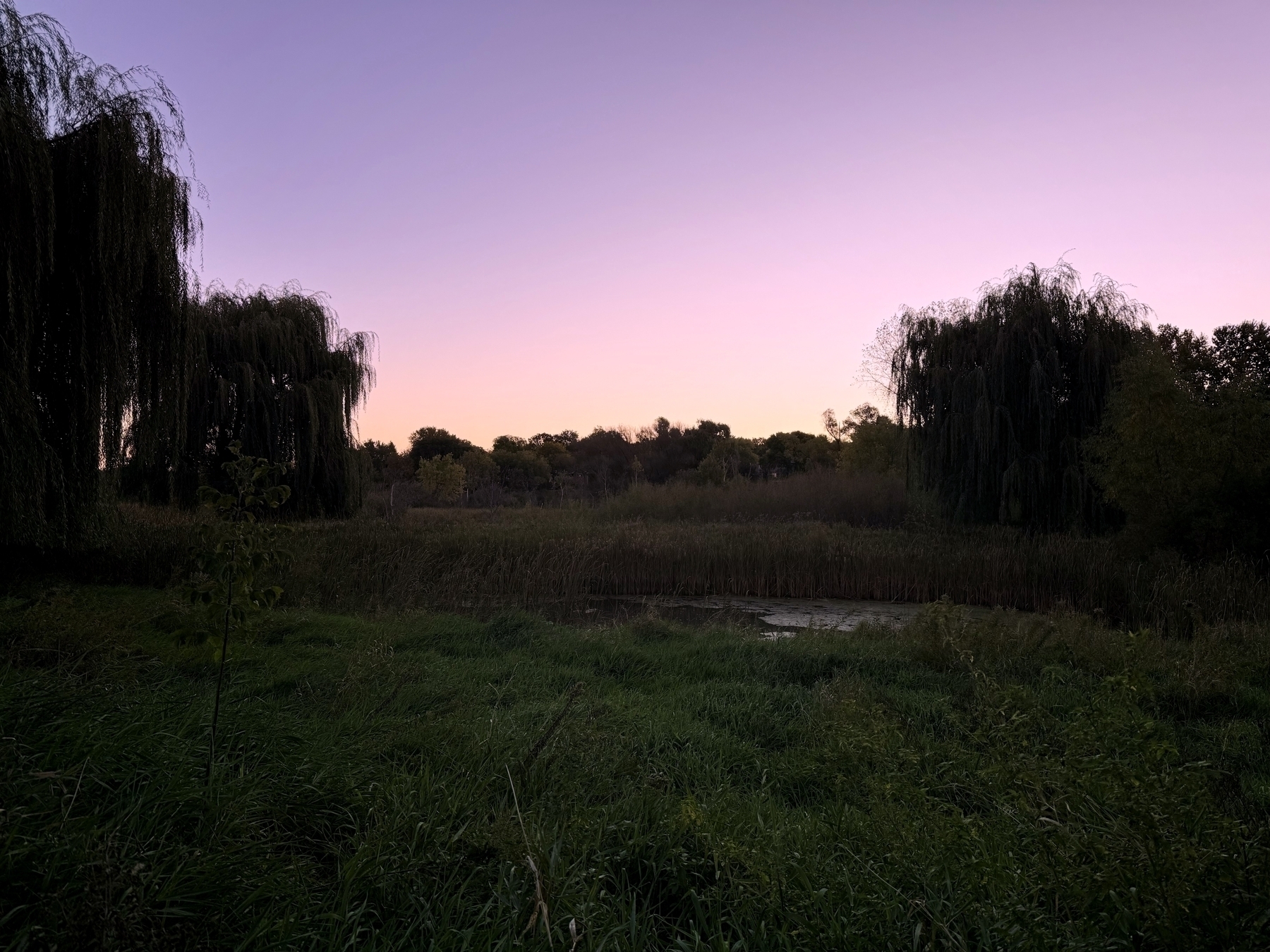 Willow trees stand still, framed by marshy vegetation with a gentle pond, at dusk, under a pastel sky transitioning from pink to light purple.