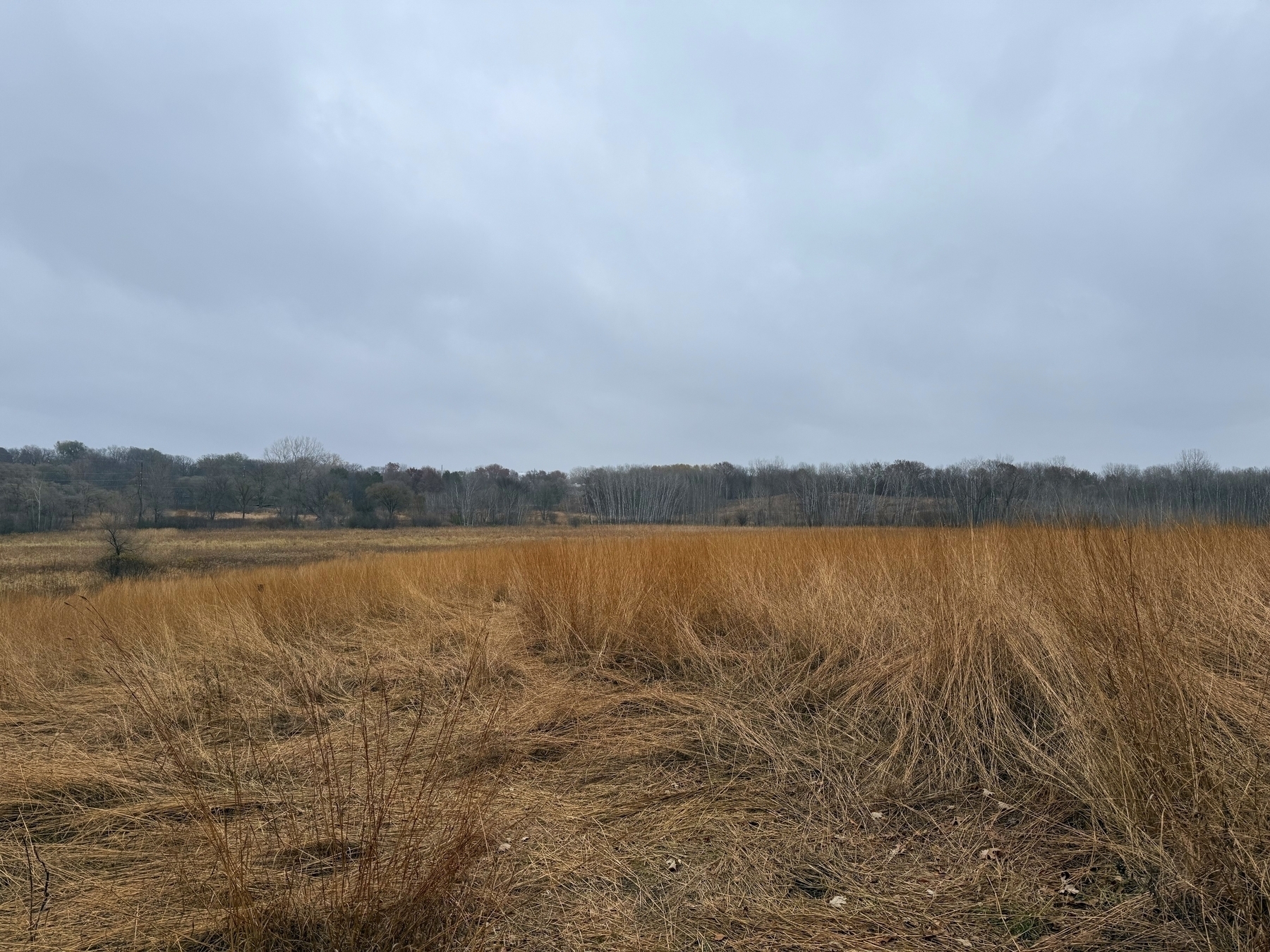 Tall, dry grass stands upright in a field, surrounded by sparse trees under an overcast sky, creating a serene and open landscape.