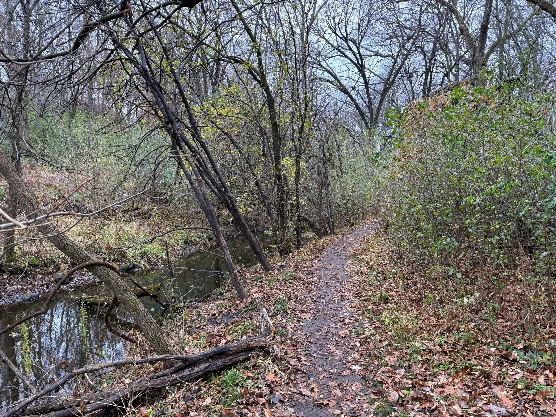 Leaf-strewn path winds through a dense, bare-branched forest in late autumn, beside a narrow, reflective stream, under a cloudy, pale sky. Fallen branches and green shrubs line the trail.