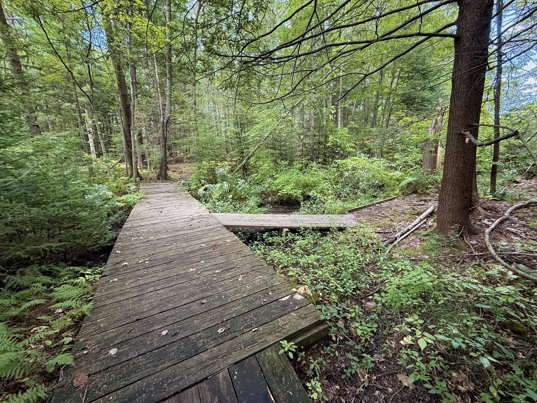 Wooden boardwalk stretches through a dense, lush green forest, surrounded by various trees and undergrowth, creating a serene, natural pathway amidst the woodland.