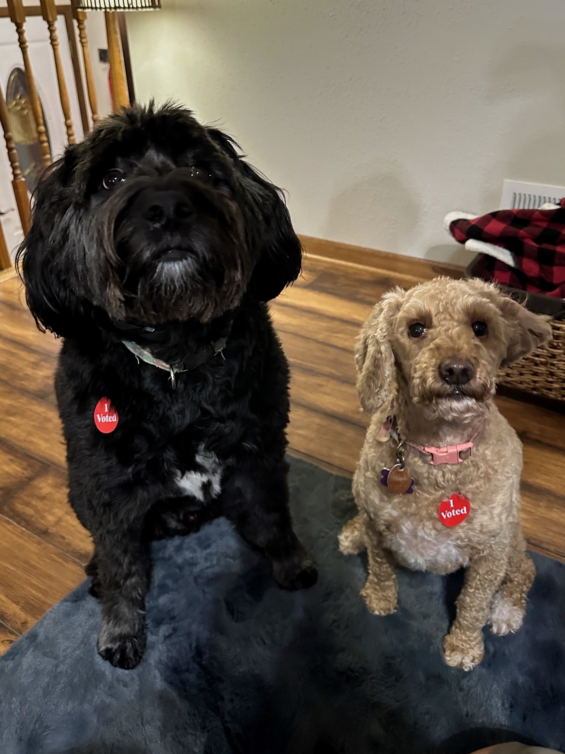 Two dogs sit on a blue rug with “I voted” stickers on their chests. The hardwood floor and a blanket in a basket provide a cozy home environment.