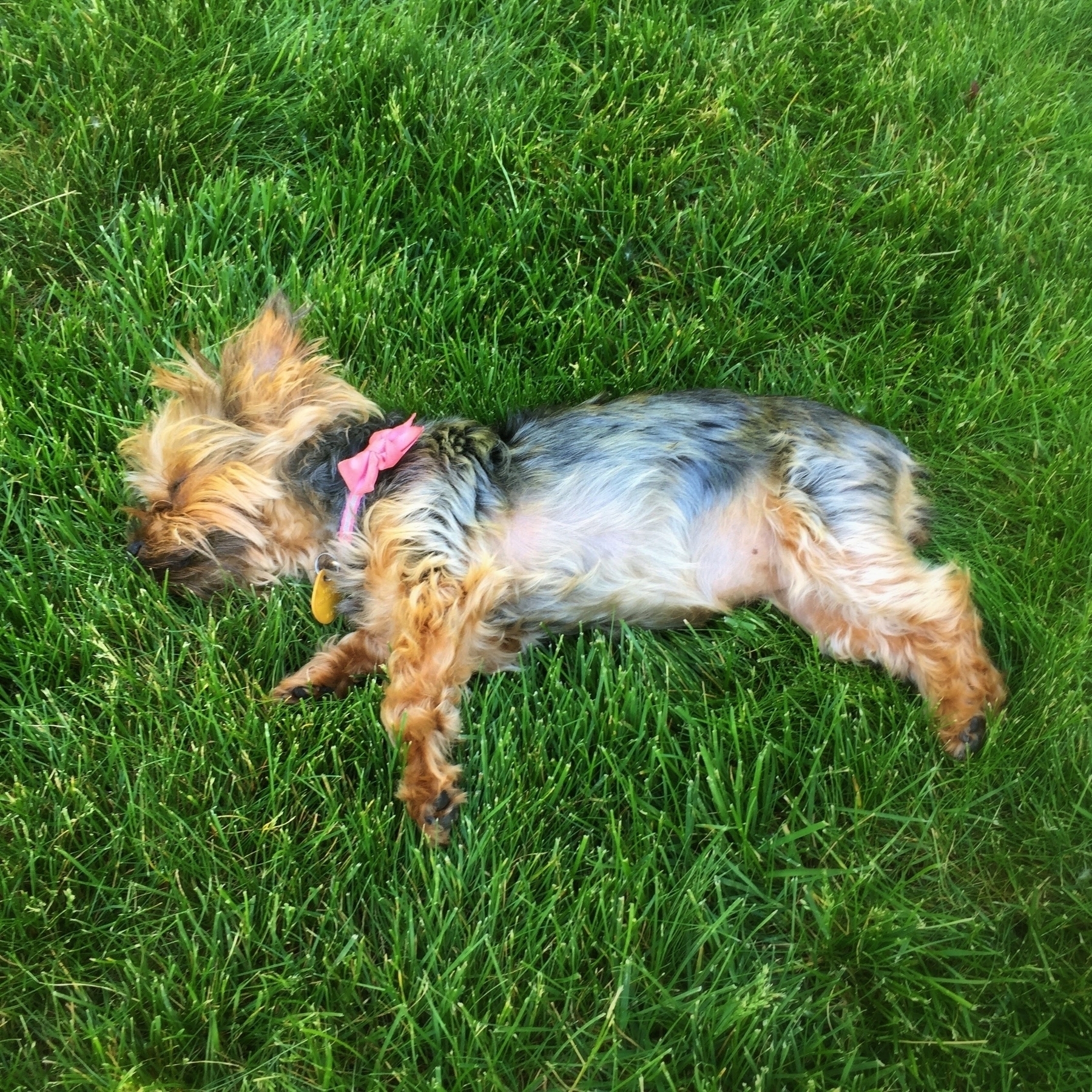 A small dog with a pink bow collar is lying on its side on lush green grass in a yard.