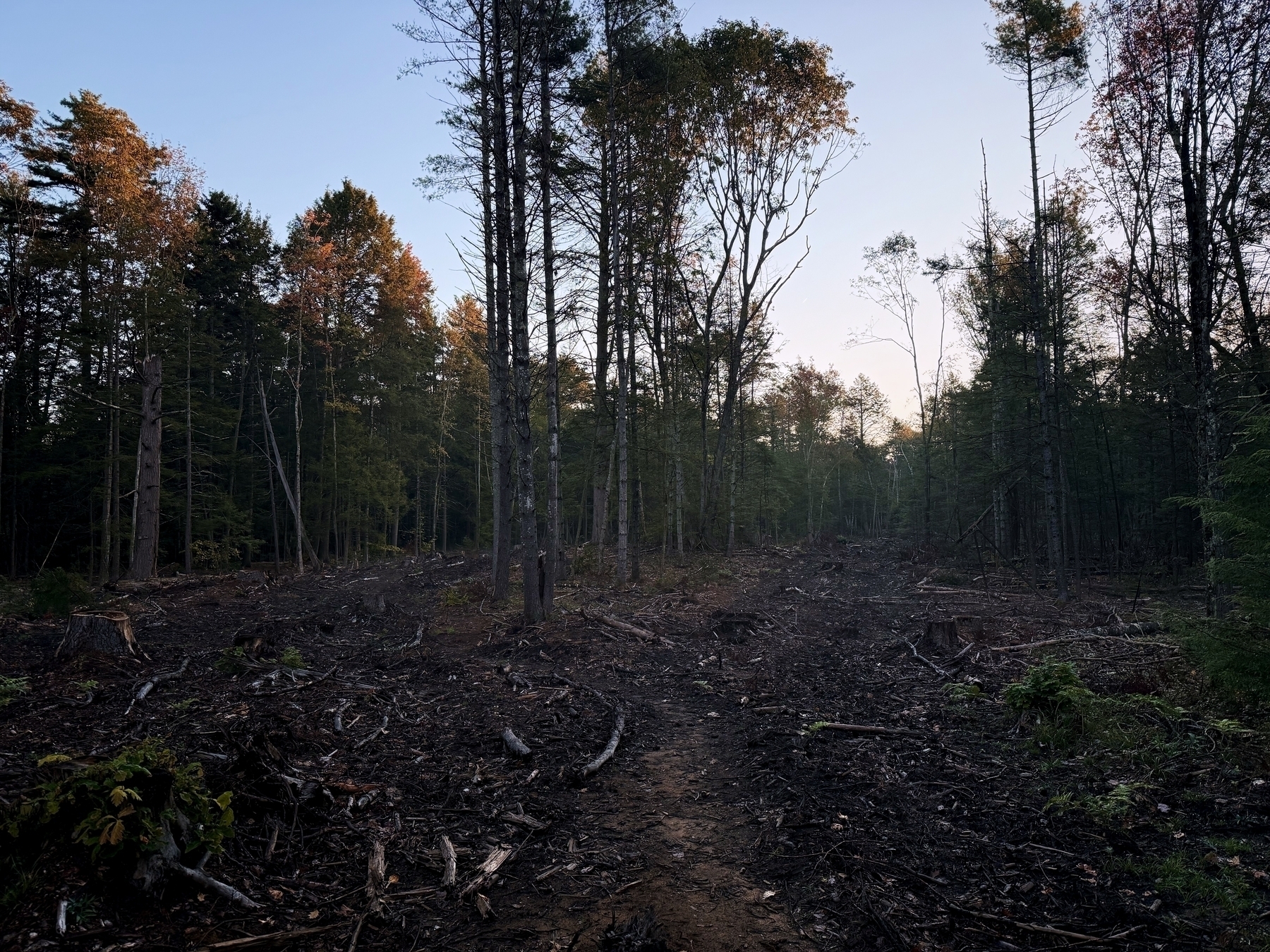 Cleared forest with scattered tree stumps and debris; tall, sparse trees surround the area under a clear, early morning sky.