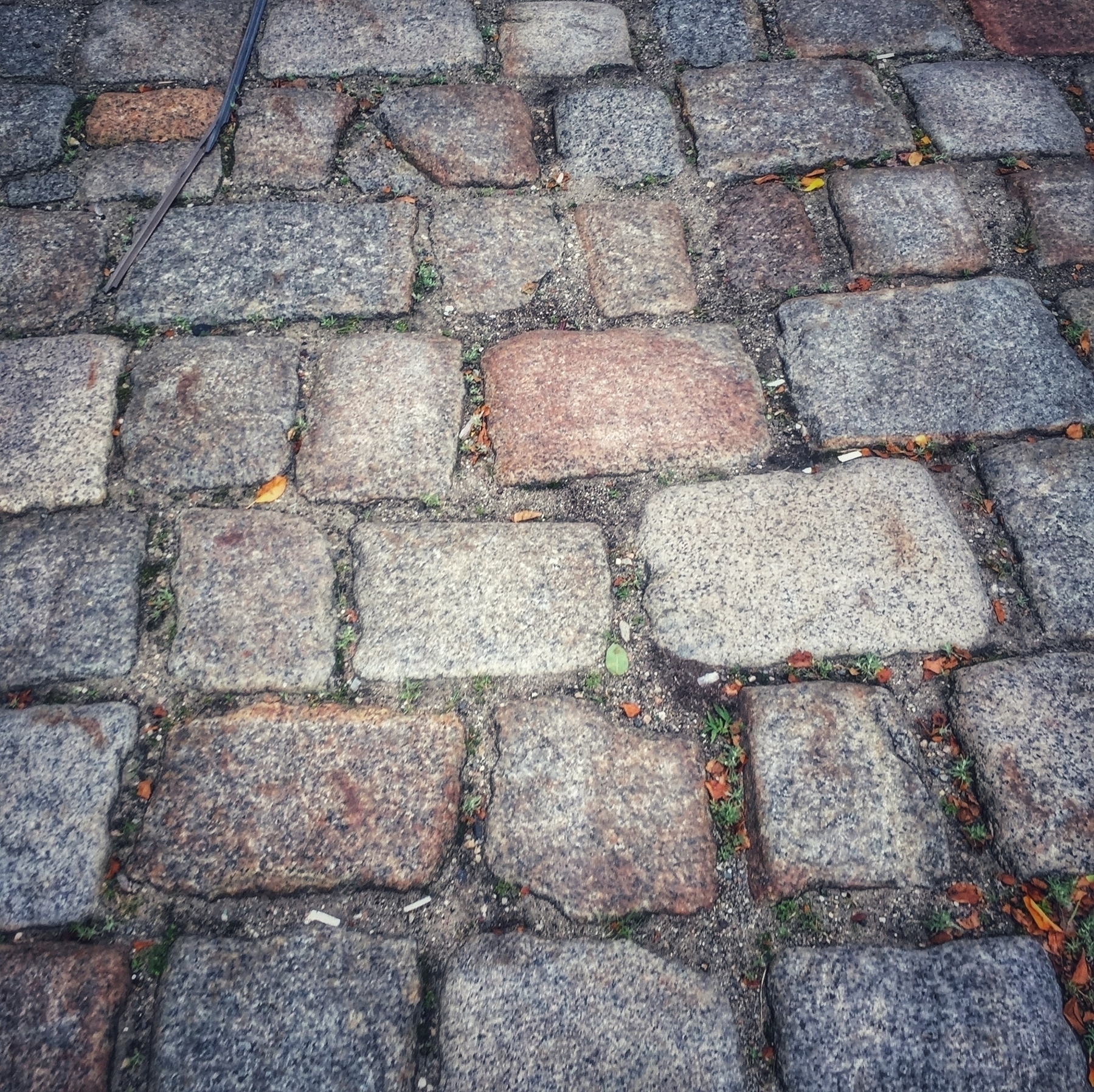 Cobblestone pavement with varied stone sizes and colors, with small weeds and leaves, indicating an outdoor setting.