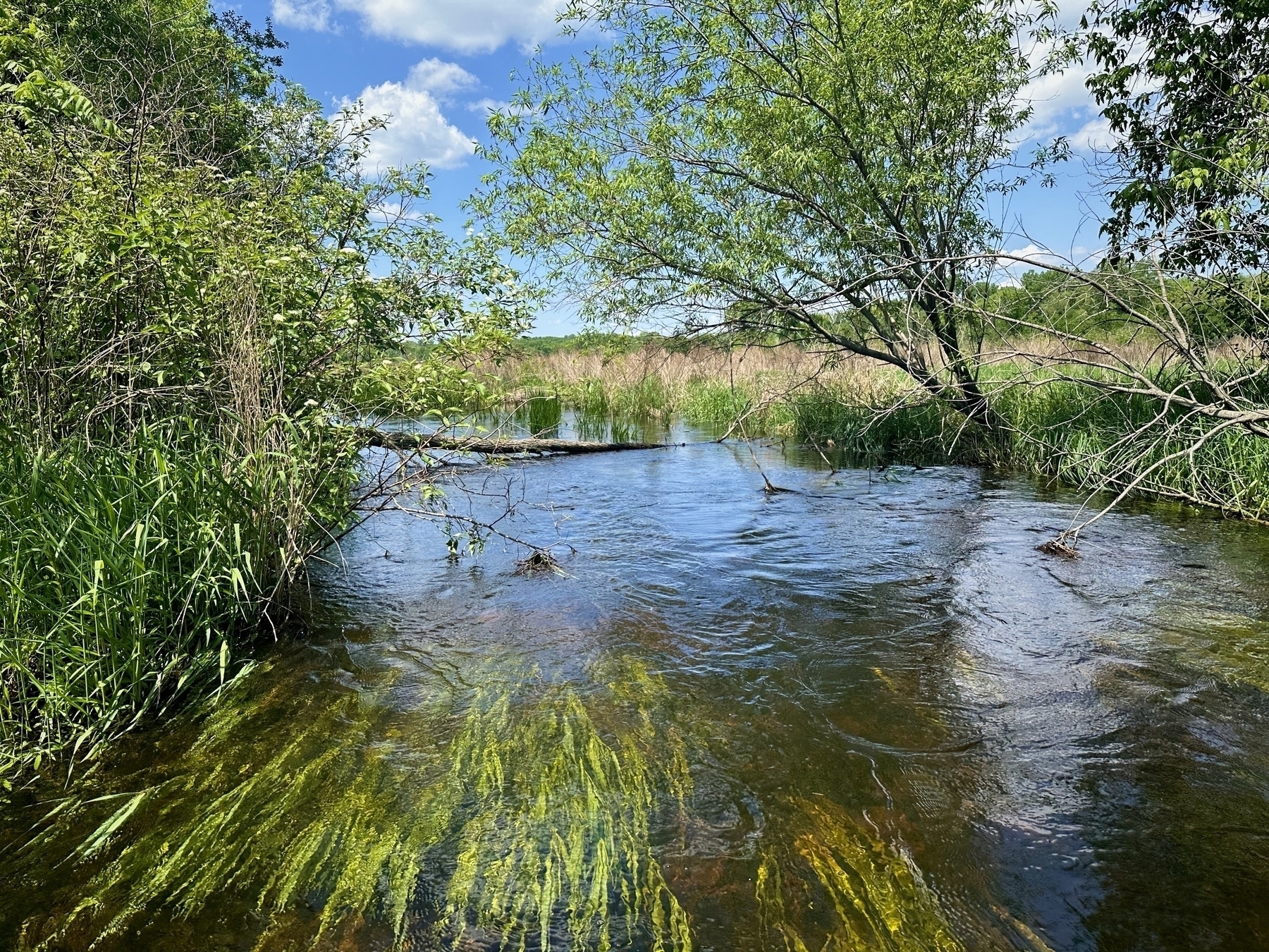 A shallow stream with clear water flows through a lush, tree-lined landscape on a sunny day, with underwater plants visible through the surface.