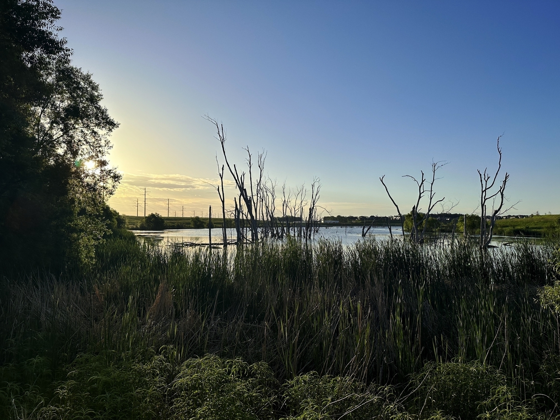 Bare trees stand still in water surrounded by tall grass and vegetation in a wetland area during sunset with a clear sky and distant power lines.