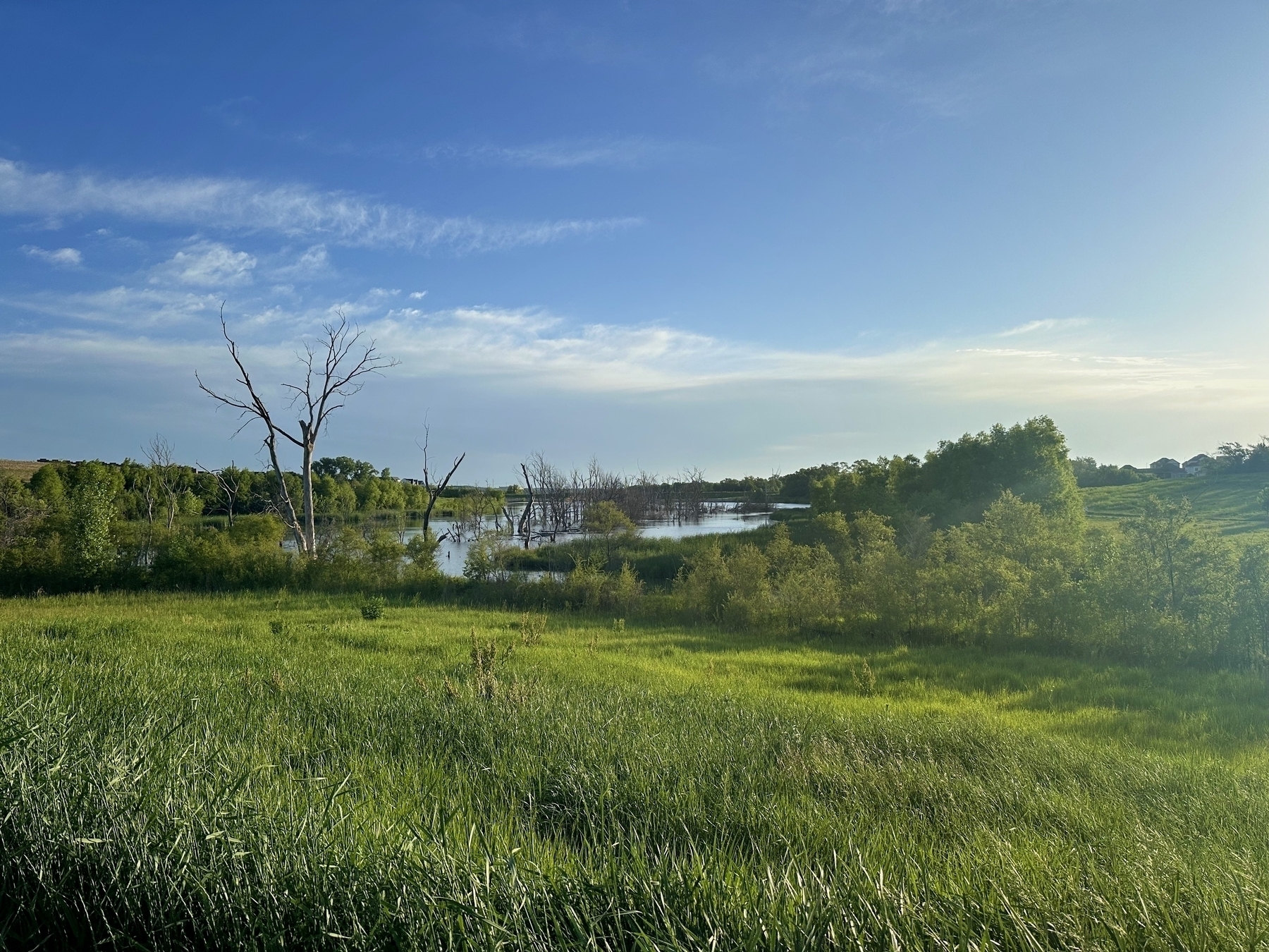 A large green field with tall grasses and sparse bushes leading to a calm lake with dead trees standing in the water, under a blue sky with white clouds.
