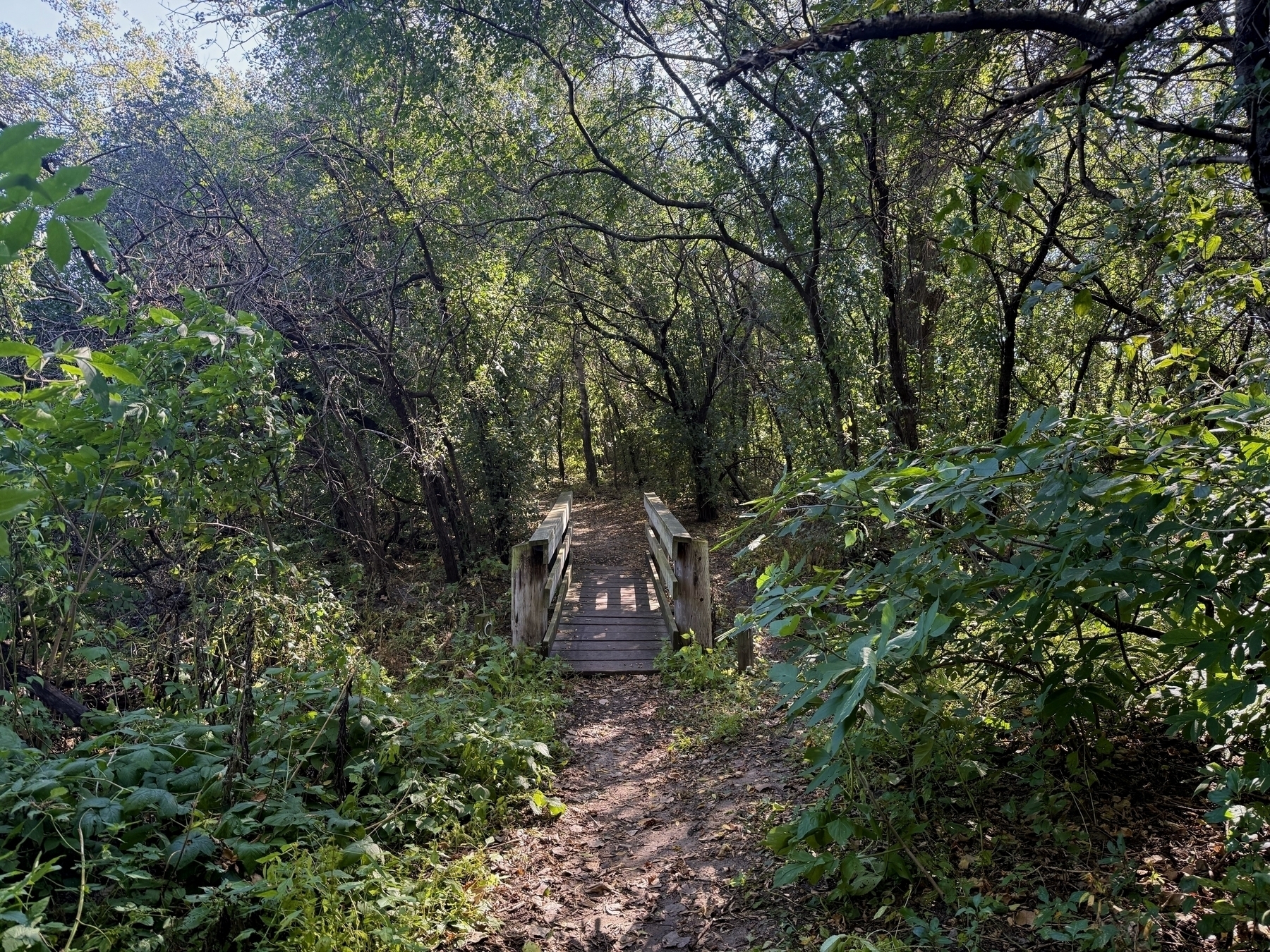 A wooden bridge crosses a small stream within a dense, green forest, with a dirt path leading up to it surrounded by lush foliage and trees.