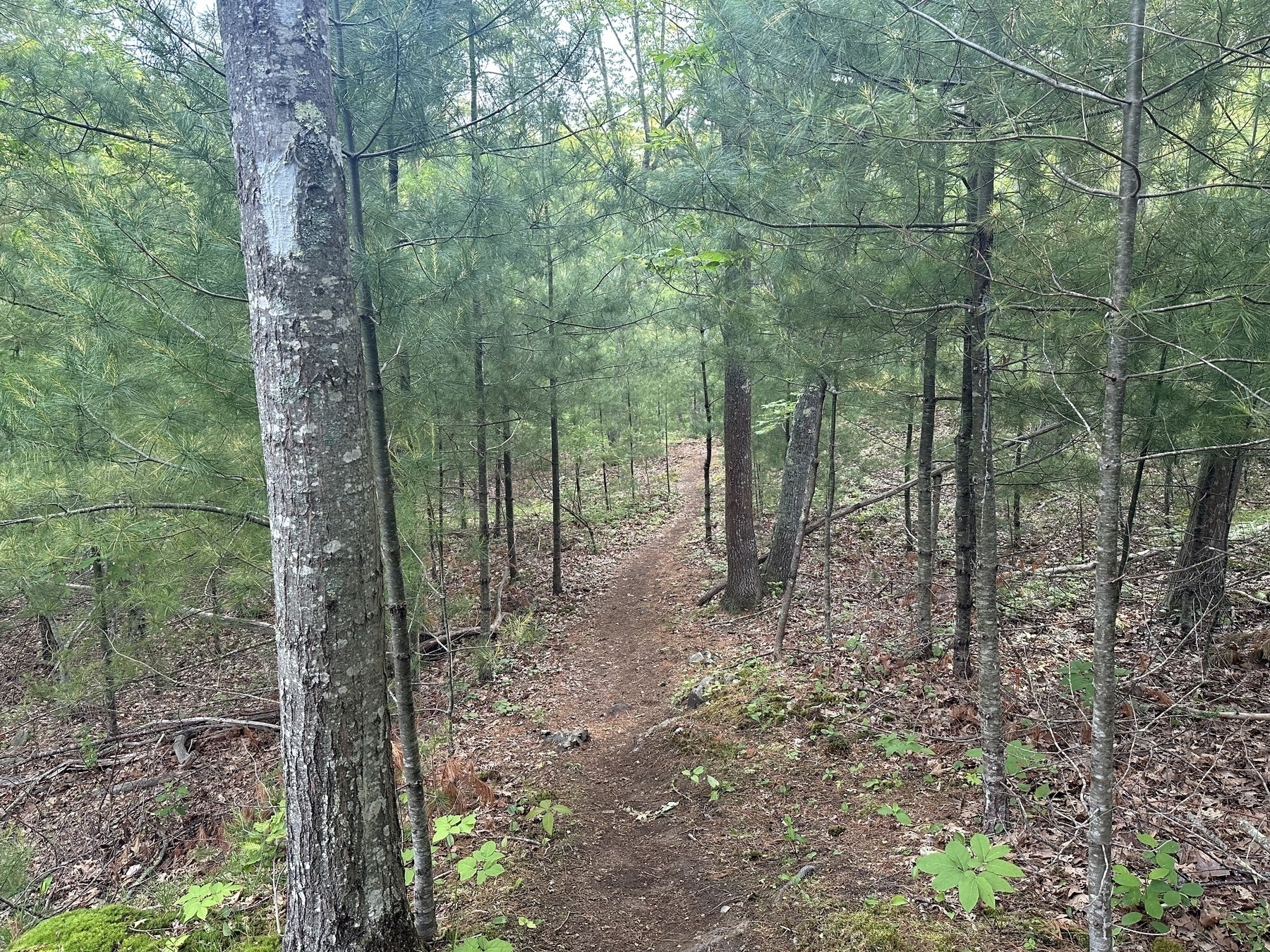 A dirt path winding through a dense forest filled with slender green trees and scattered underbrush.