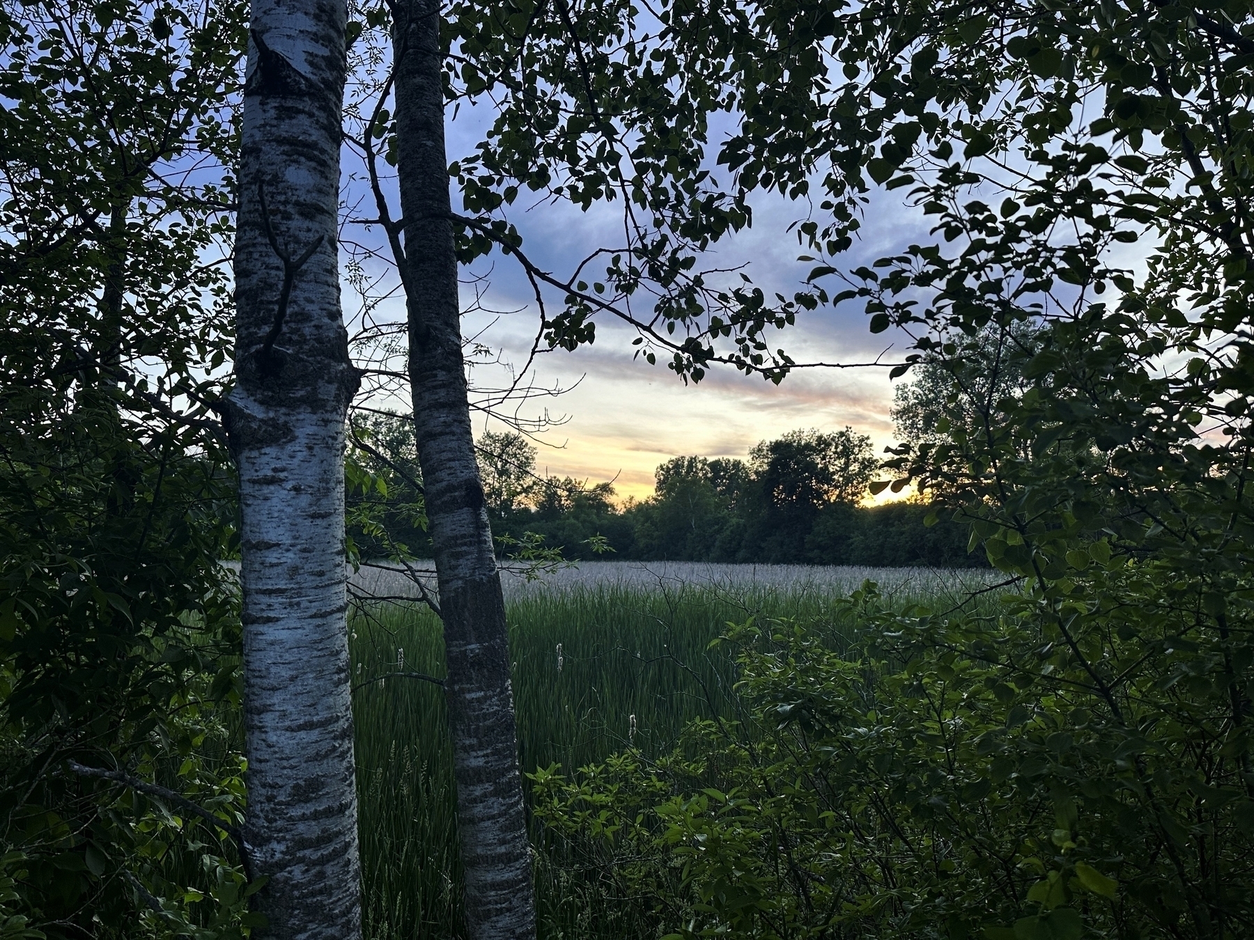 Two birch trees stand among dense green foliage at sunset their white bark contrasting against the surrounding lush vegetation in a forested area with tall grasses and trees in the background.