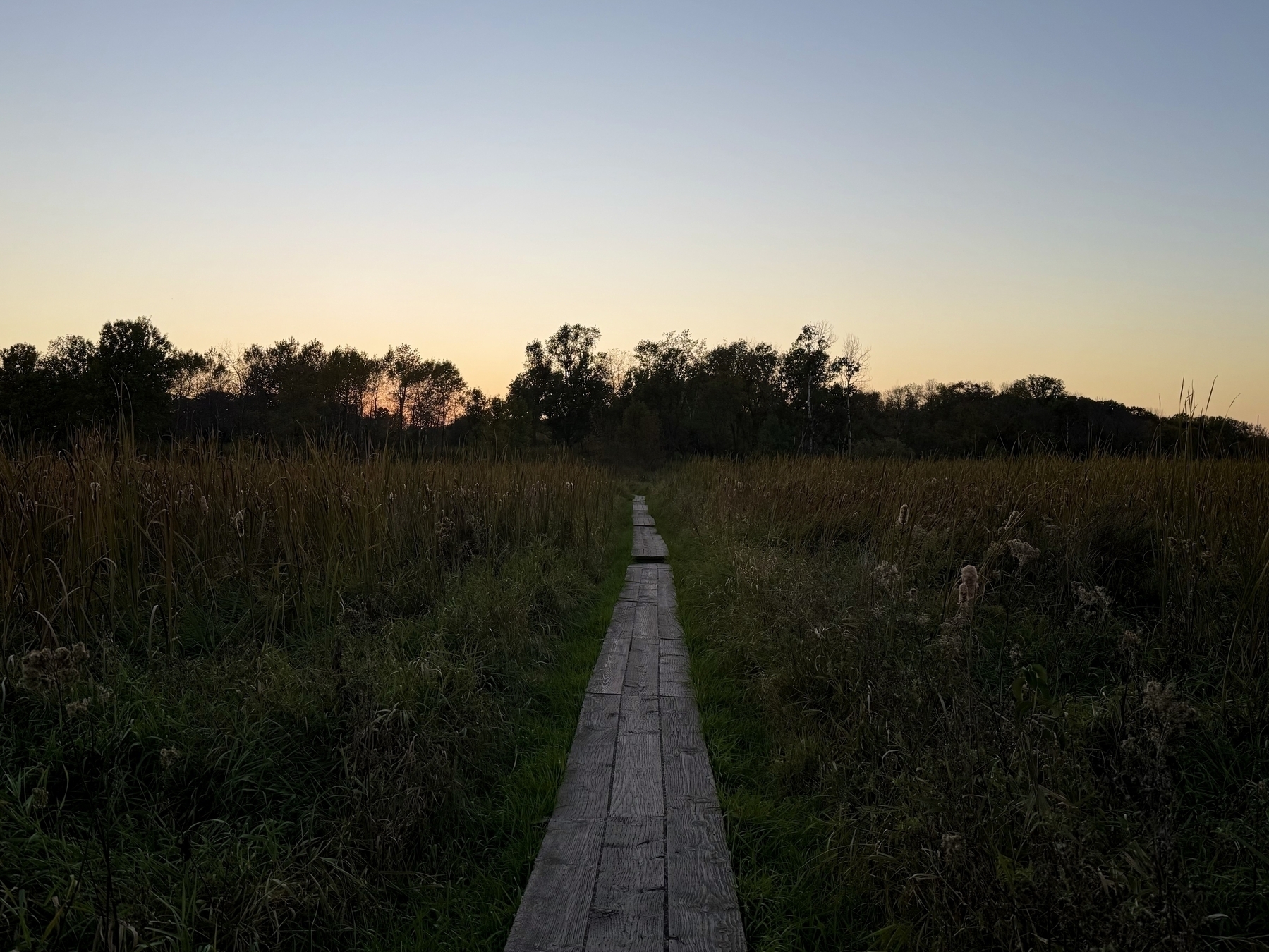 A wooden boardwalk stretches forward through tall grasses, leading into a distant grove of trees, under a clear evening sky with a hint of dusk on the horizon.