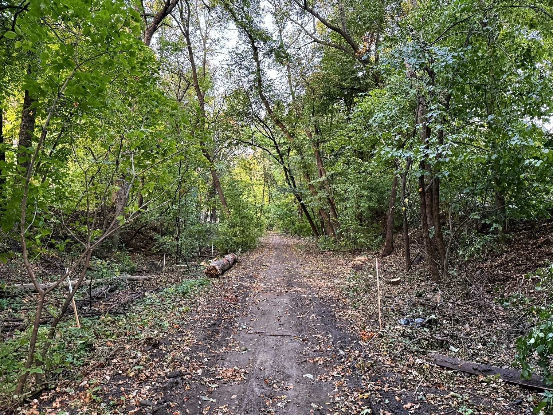 A dirt path meanders through a dense forest, with tall trees arching overhead and scattered fallen leaves, creating a serene, natural tunnel-like environment.