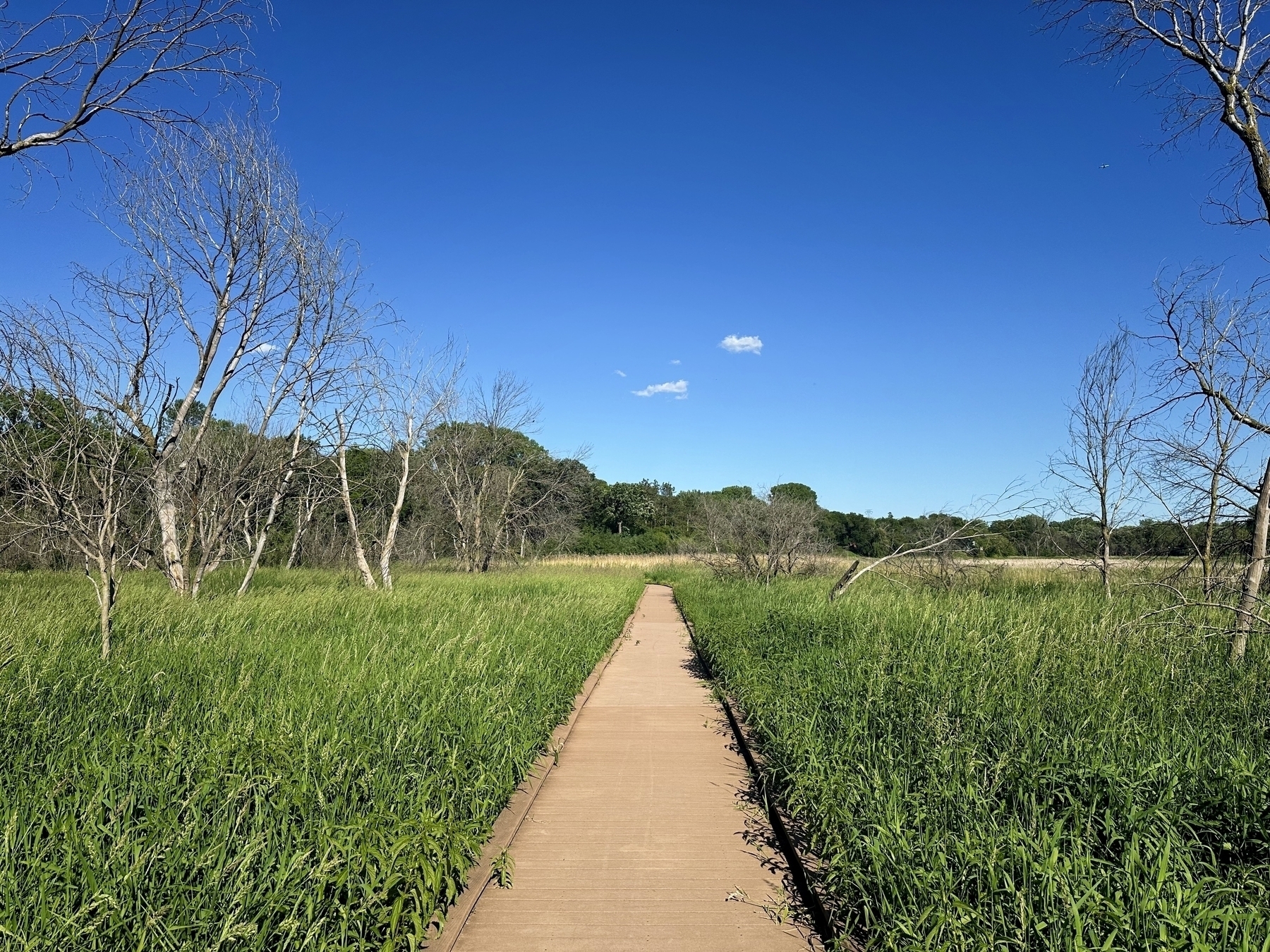 A narrow concrete path stretches straight across a grassy field flanked by leafless trees under a clear blue sky. Dense green vegetation surrounds the walkway with a forest in the background.