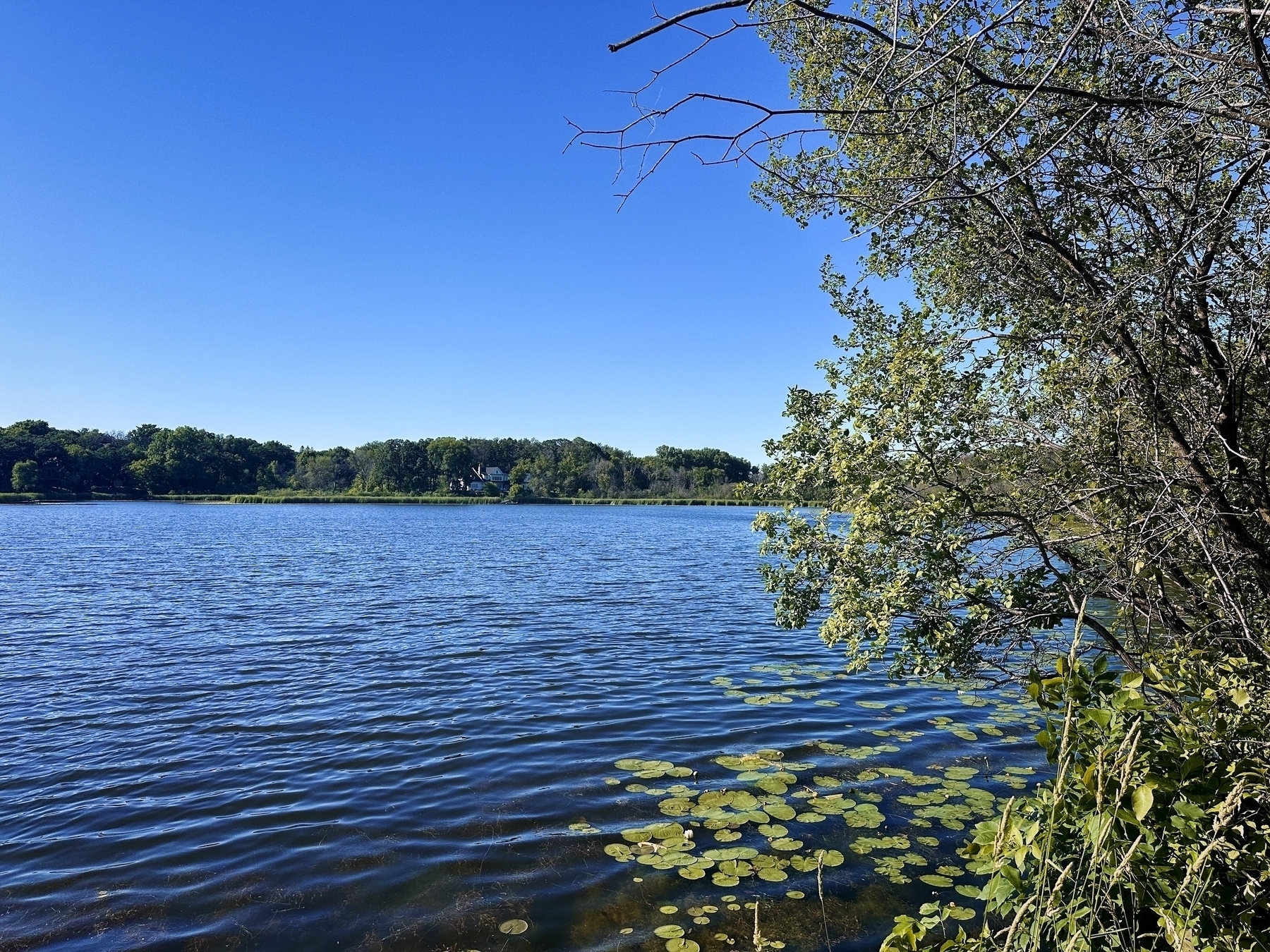 A calm lake with rippling water bordered by lily pads and shoreline trees under a clear blue sky with a distant forest and a house across the water.