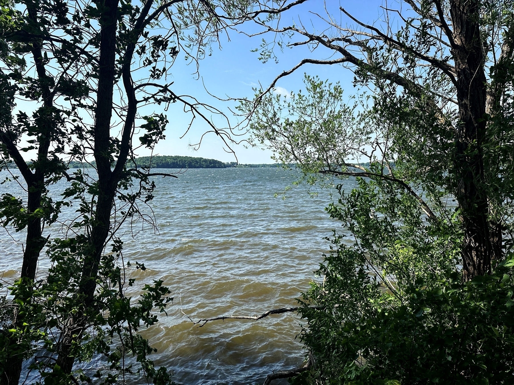 Waves ripple on a large lake framed by trees and leafy branches in the foreground with a wooded shoreline visible in the distance under a sunny blue sky.