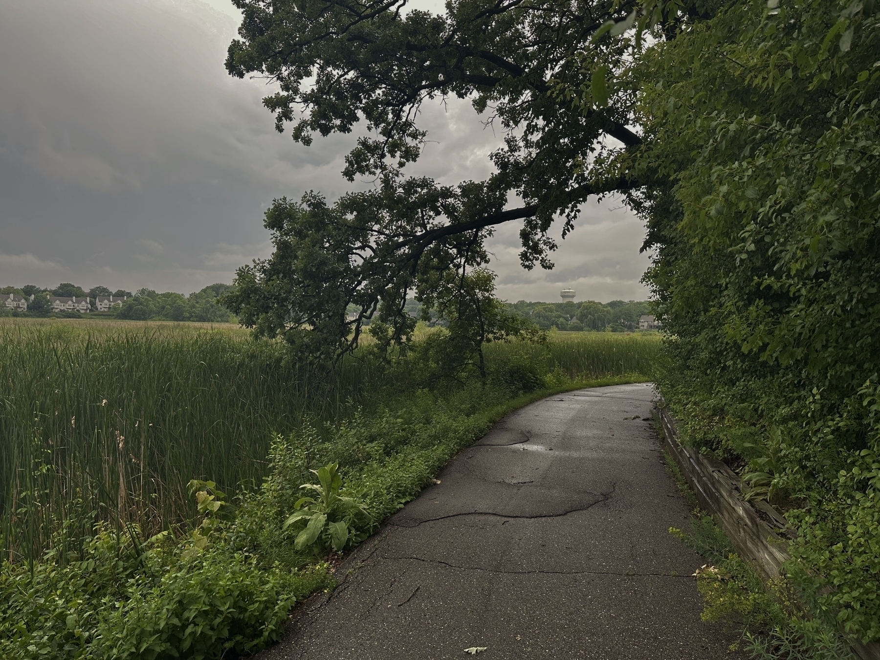 A cracked paved path curves through dense greenery with tall reeds on one side and leafy trees arching overhead under a cloudy sky, with distant houses and a water tower visible.