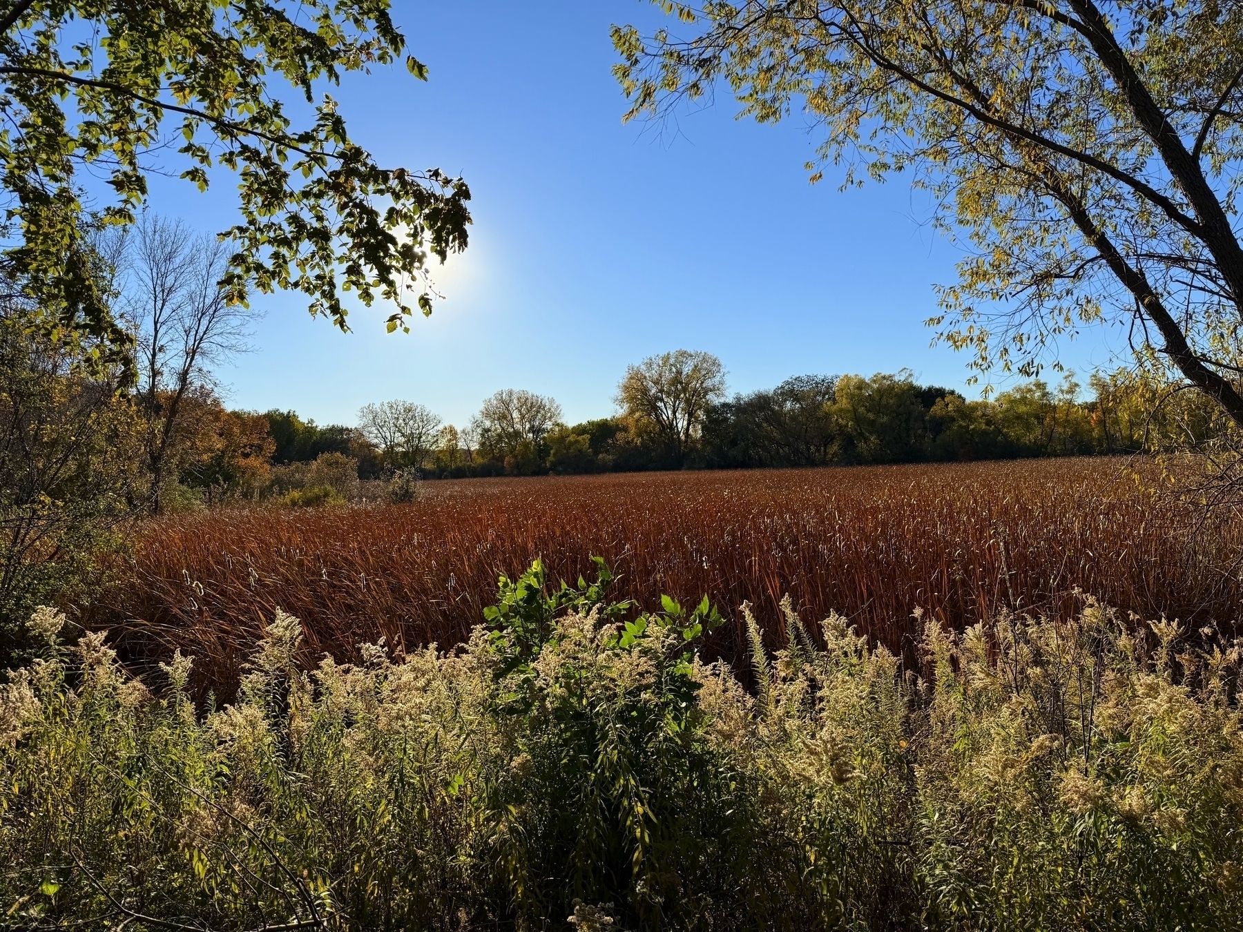 Tall reeds stand quietly in a sunlit field, surrounded by various green and golden foliage, under a clear blue sky. Trees frame the landscape on both sides.