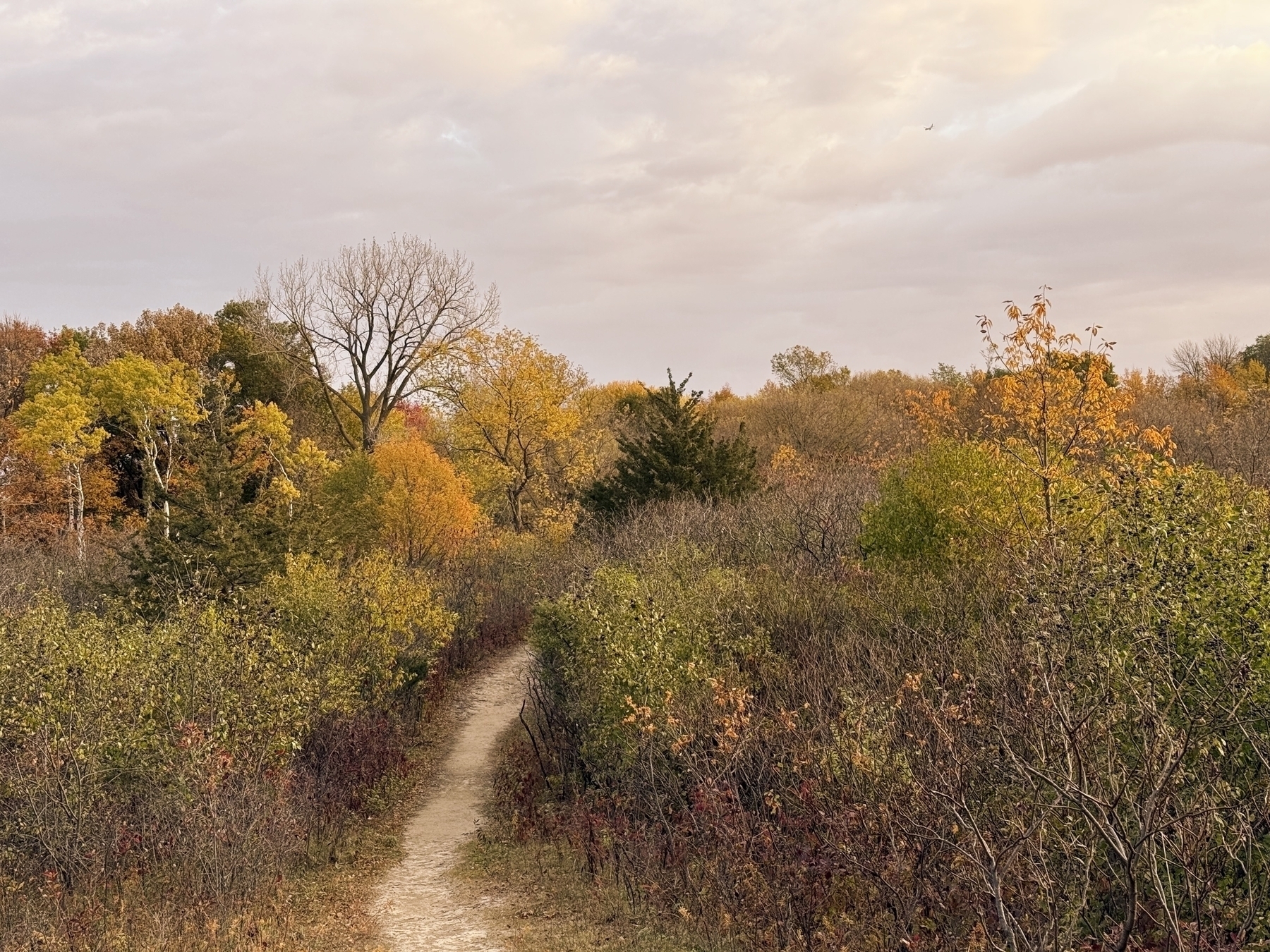 A narrow dirt path winds through dense bushes with autumn-colored leaves, surrounded by colorful trees under a cloudy sky, evoking a calm, natural setting.