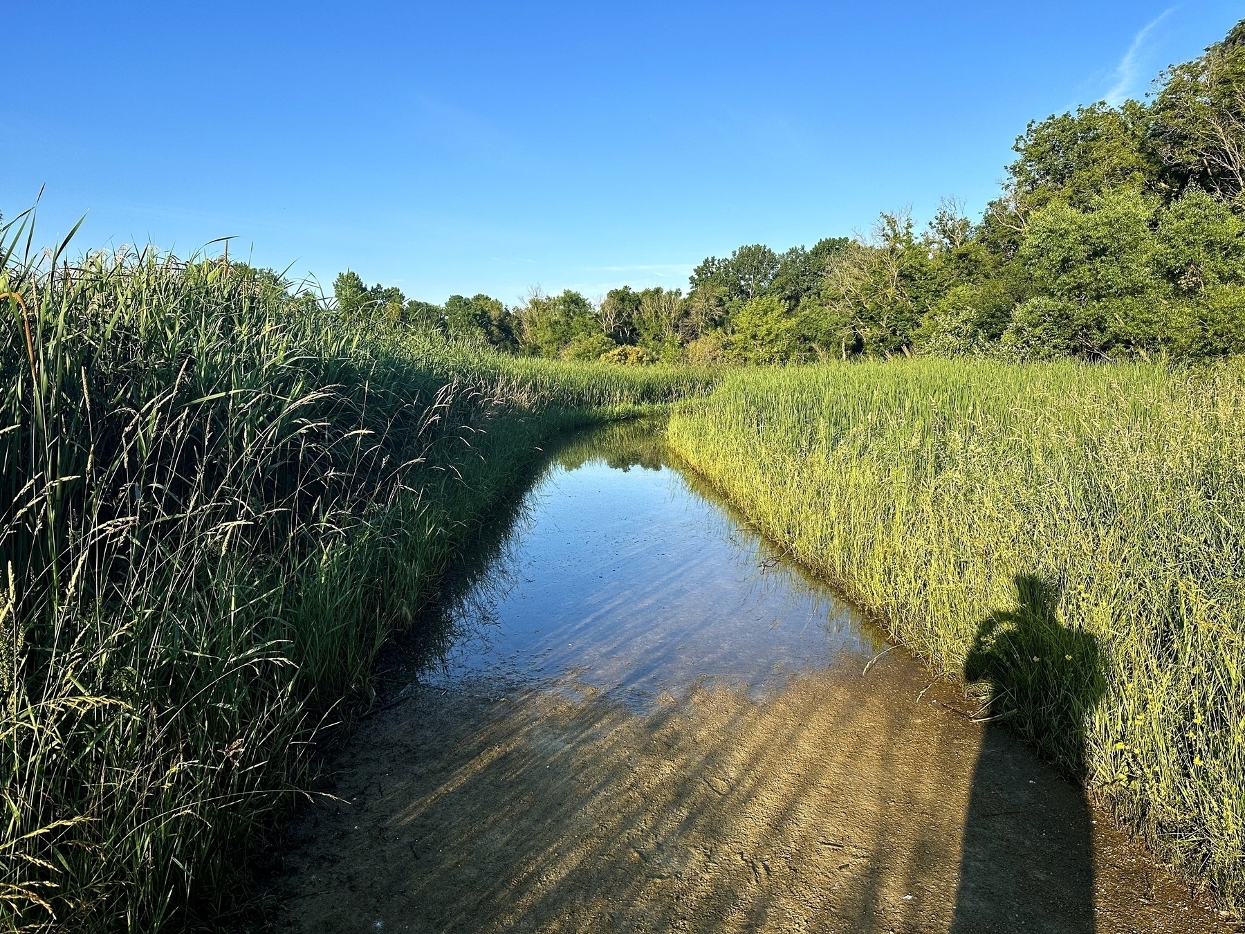 A narrow water stream reflects the blue sky while surrounded by tall green grass and dense trees with a person’s shadow visible on the right side.