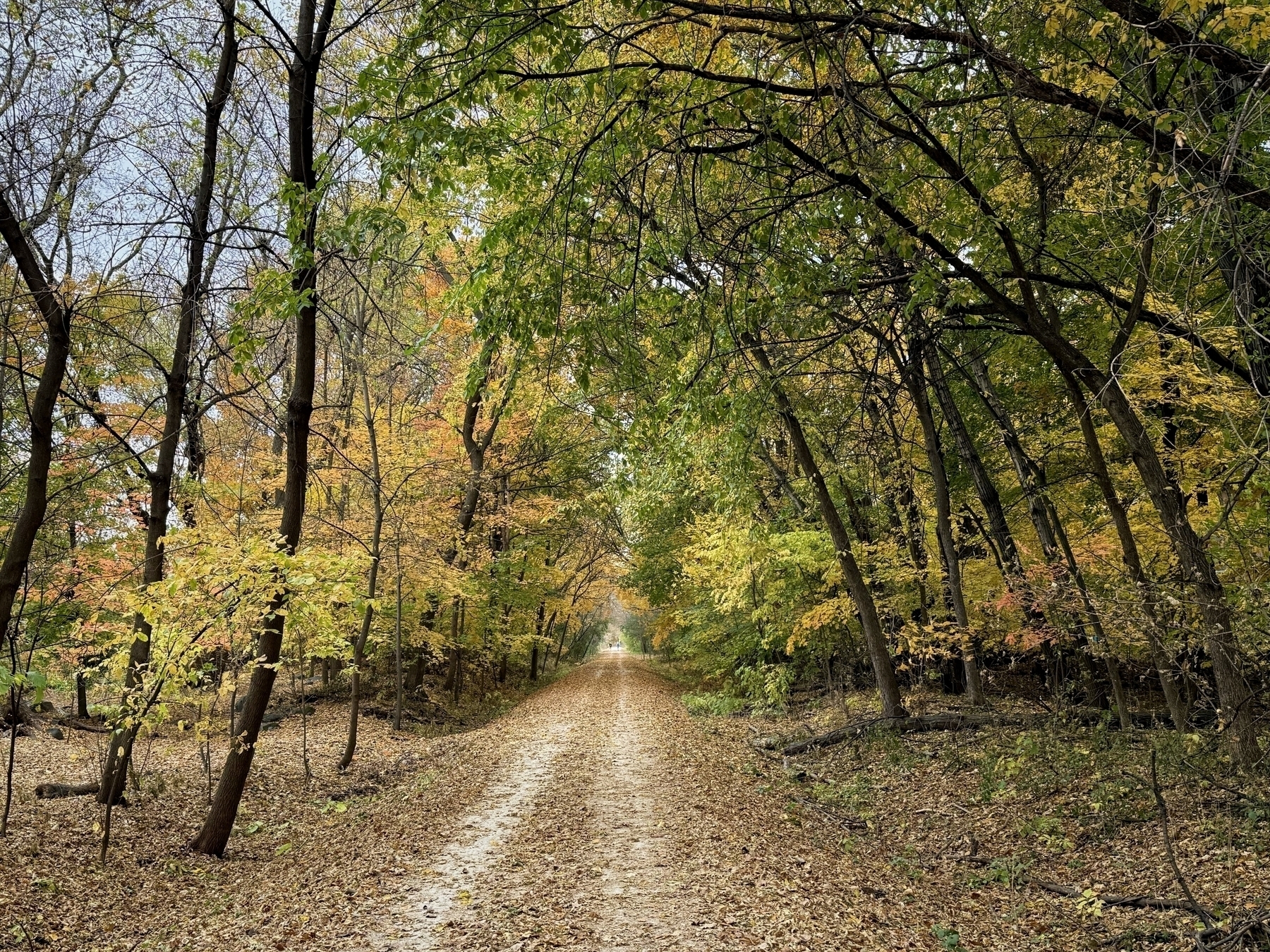 A dirt path lined with autumn-colored trees stretches into the distance. Fallen leaves cover the ground, and the tree canopy forms a tunnel-like structure, creating a serene woodland scene.