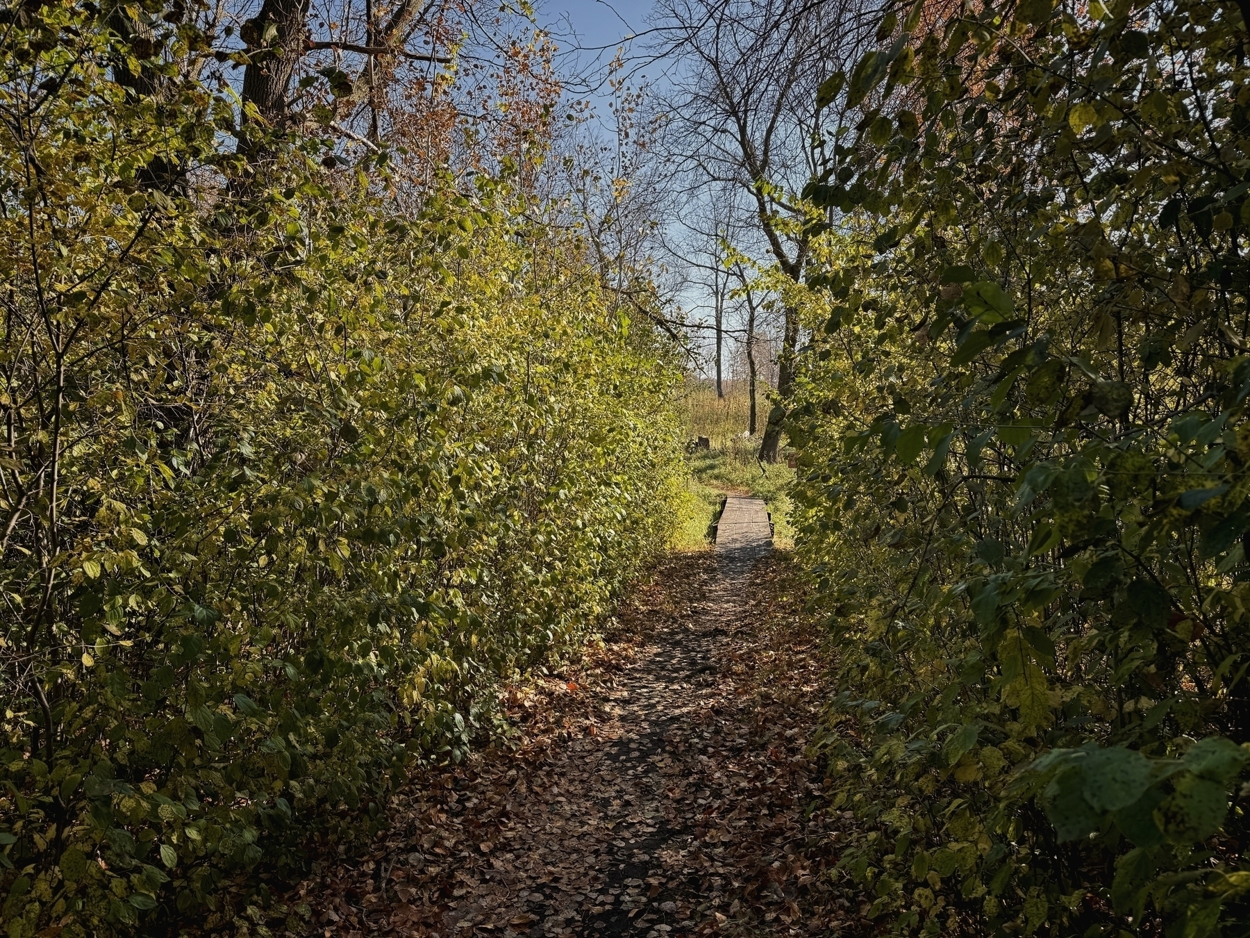 Pathway lined with dense green foliage and scattered autumn leaves, leading to an open grassy area under a clear blue sky. Bare branches loom above, signaling late fall.