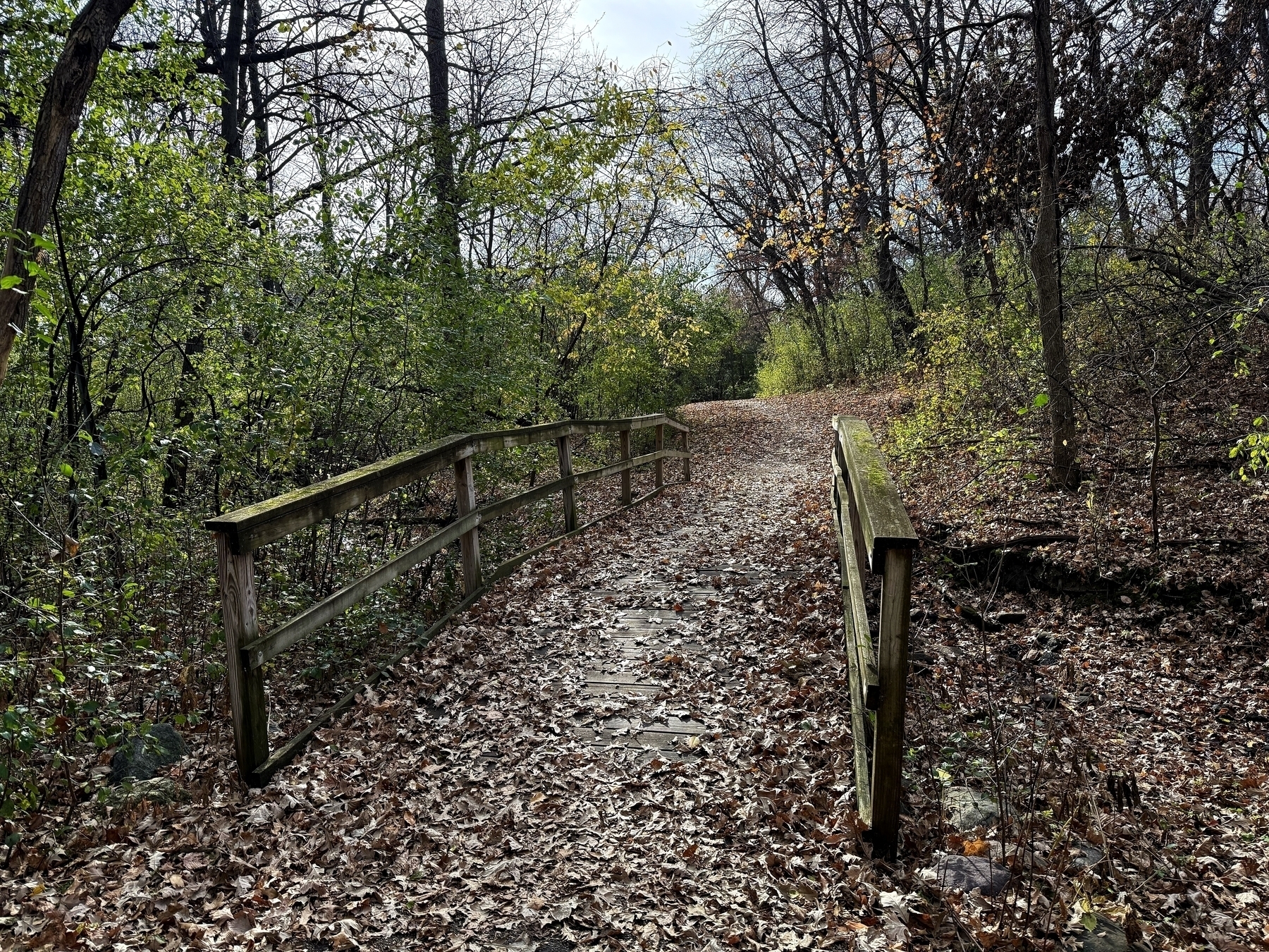 A wooden bridge is covered with fallen leaves, stretching across a forest path. Surrounding trees with bare and leafy branches create a serene, natural setting.