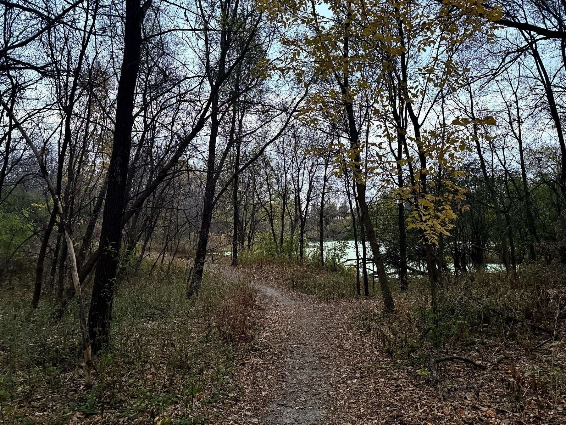 Dirt path winds through leafless trees, some with remaining yellow leaves, under an overcast sky, beside a partially visible river in a tranquil, wooded area.