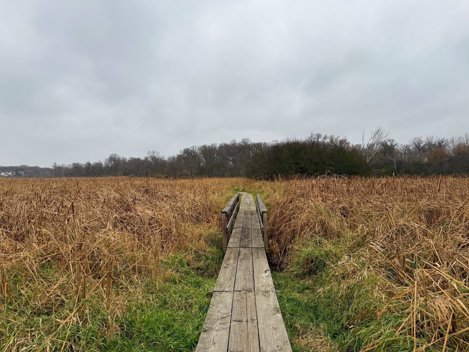 A wooden boardwalk stretches forward through a field of tall, dry grass, leading towards dense trees under a clouded sky.