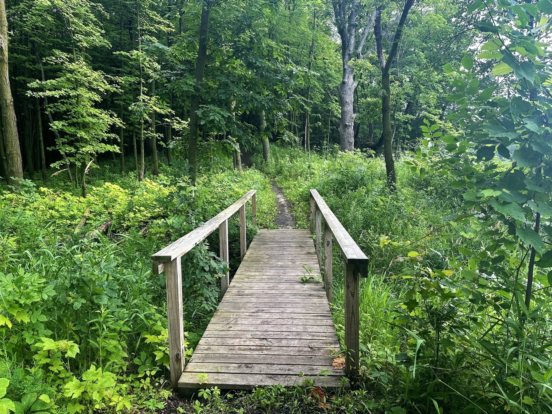 Wooden footbridge extends over lush greenery leading to a forested trail rich with dense trees and vibrant undergrowth.