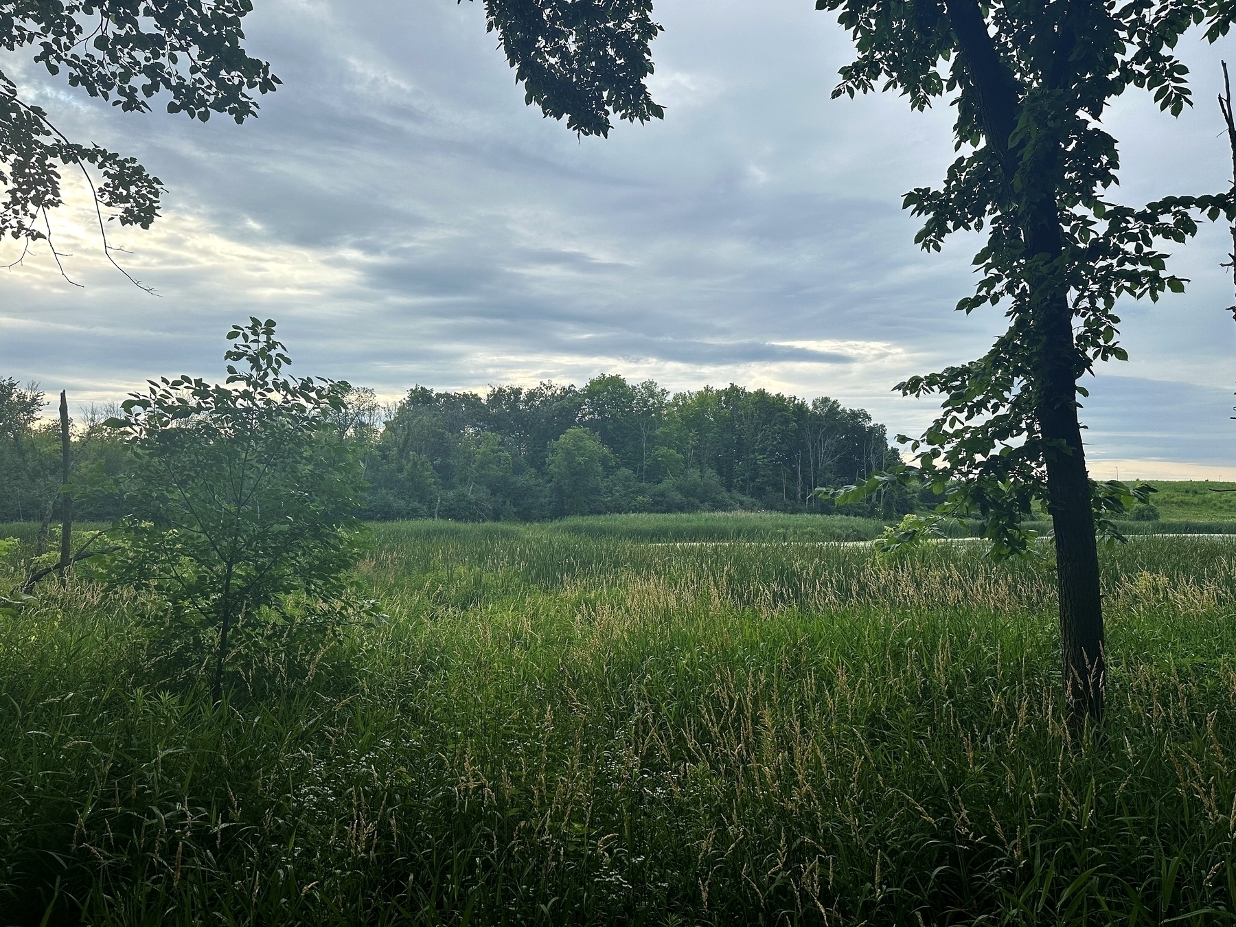 Dense green grasses and foliage standing still amid a meadow bordered by a forest under a cloudy sky. Trees frame the scene while the horizon shows a distant line of trees.