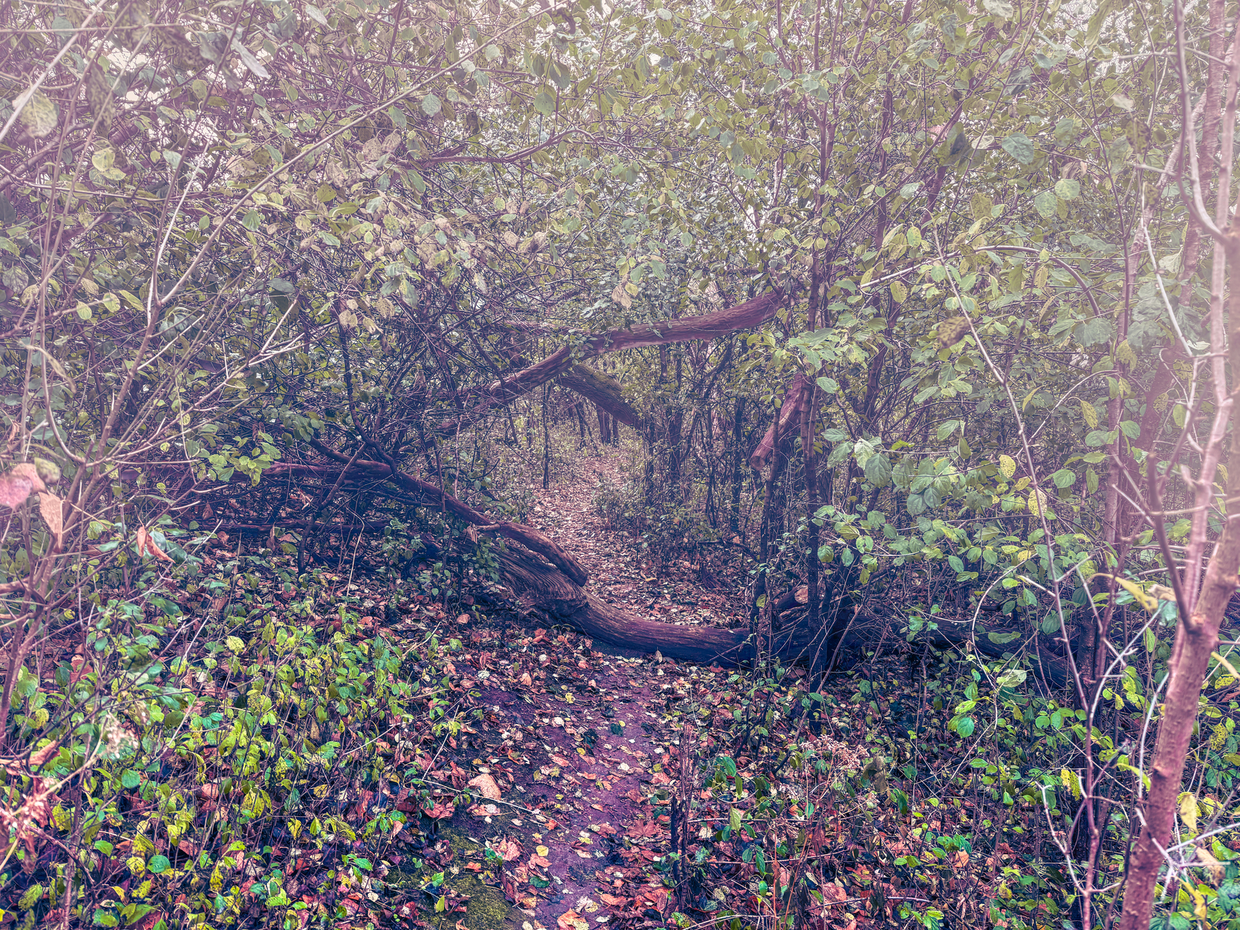 A narrow dirt path weaves through dense, overgrown vegetation in a forest, with arching branches forming a natural tunnel overhead. Fallen leaves scatter the ground, enhancing the secluded atmosphere.