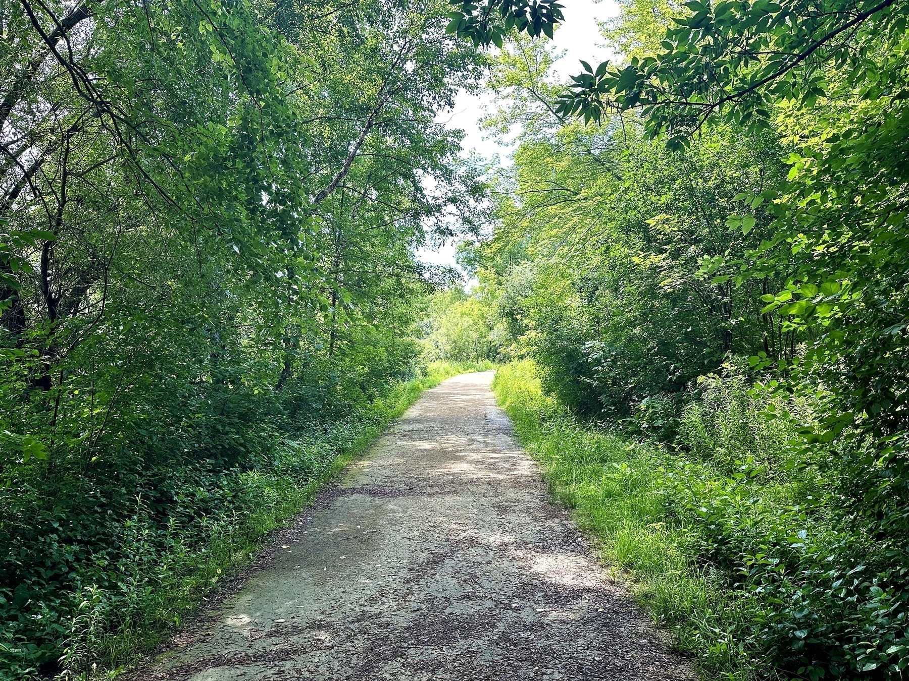 A dirt path stretches forward through a forest filled with lush green trees and dense foliage under bright daylight.