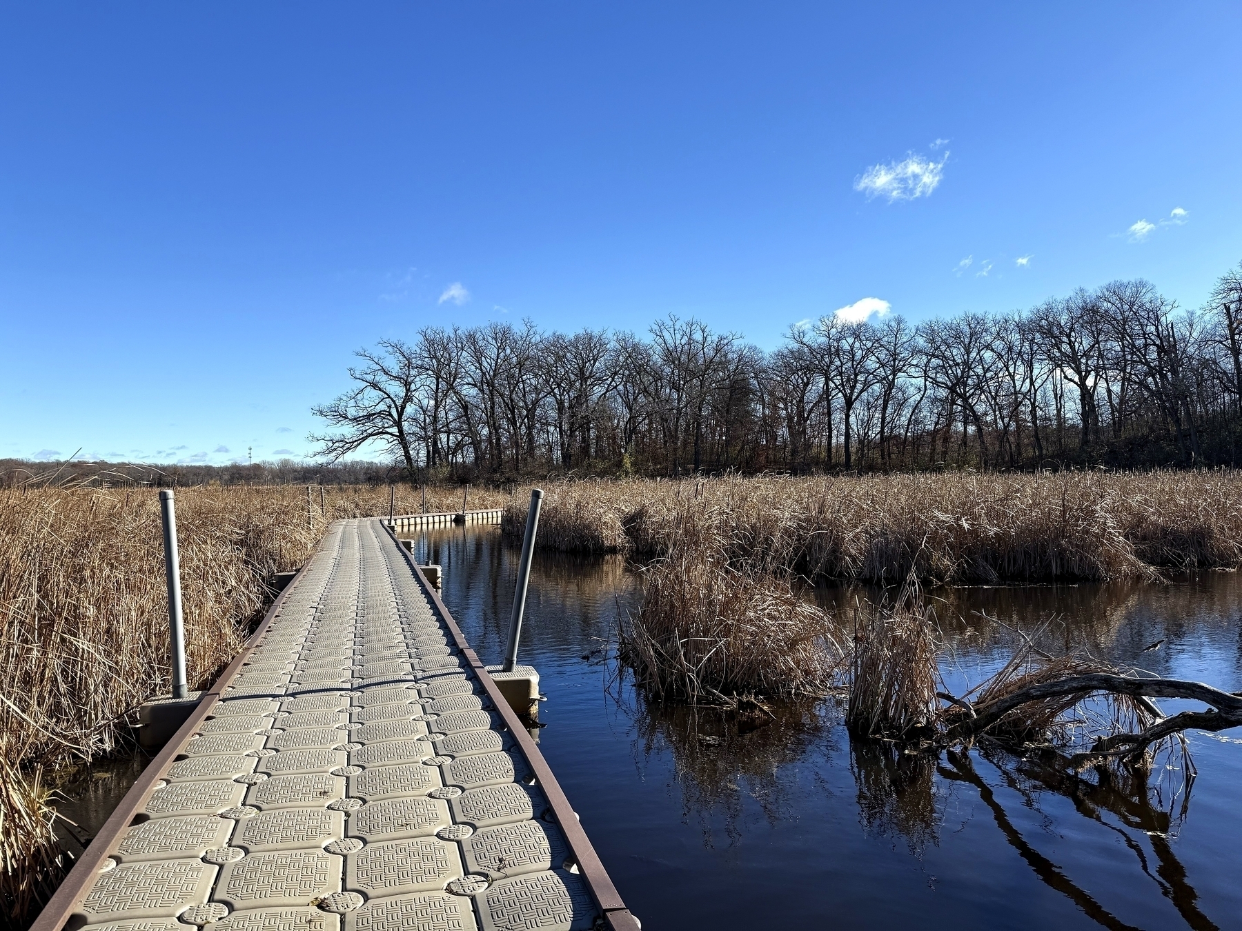 A floating boardwalk stretches through a tranquil wetland with reeds and leafless trees under a clear blue sky.