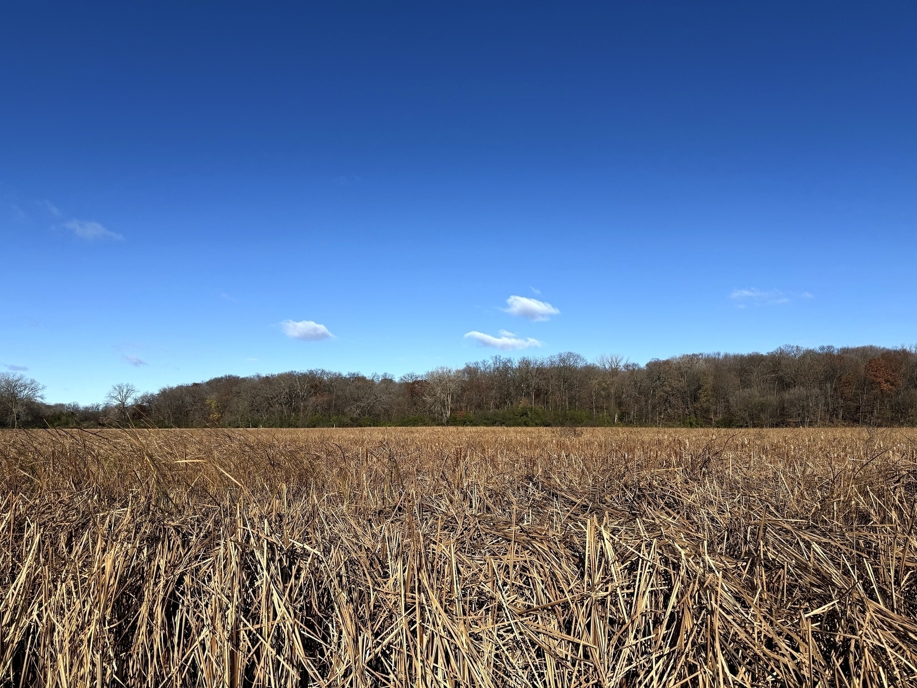 A field of tall, dry grass stretches towards a line of trees under a clear blue sky.