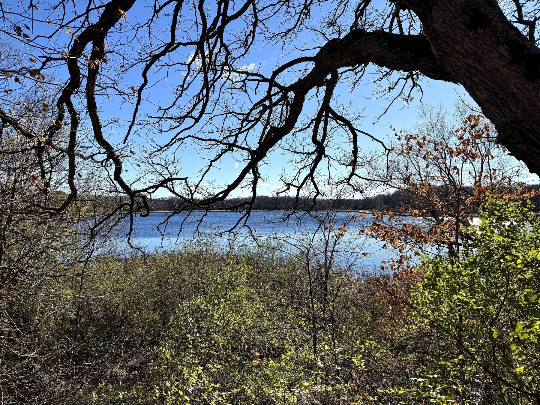 A scenic view of a lake is framed by tree branches, with clear skies and a variety of foliage in the foreground.