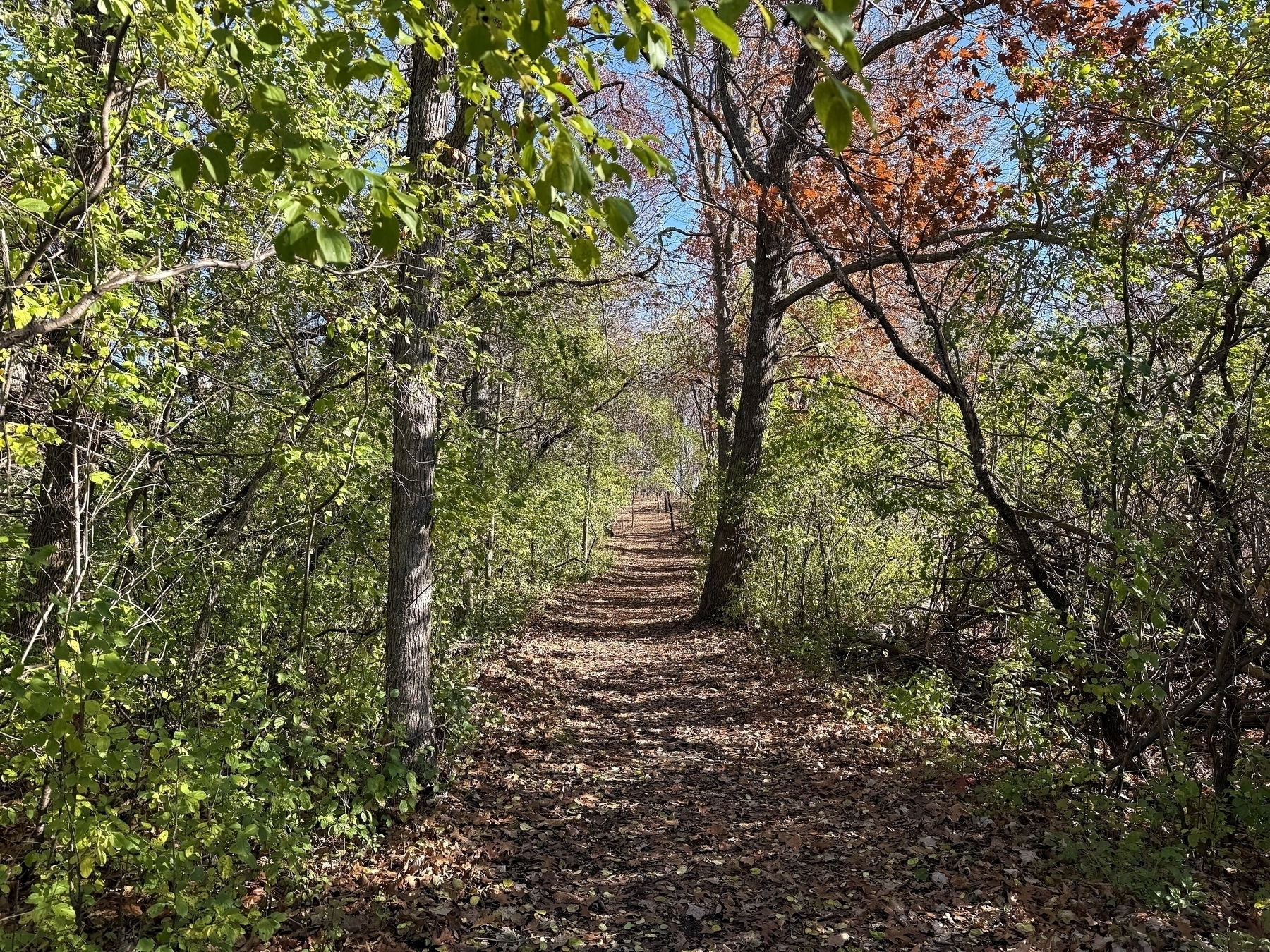 A dirt path covered in fallen leaves winds through a dense forest, bordered by trees with green and orange foliage, under a clear blue sky.