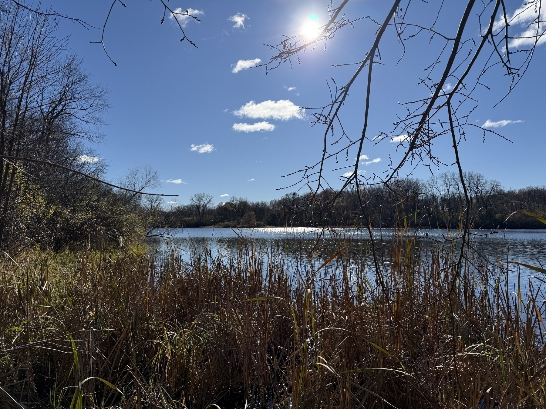 Sun shines over a tranquil lake, reflecting light on the water. Bare branches and tall grasses frame the scene, with woods in the distance under a clear blue sky.