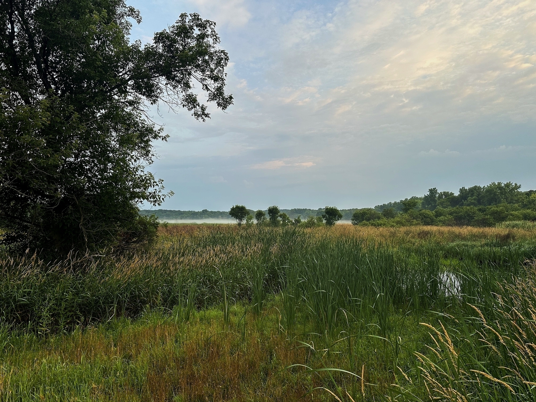 A tree stands prominently in a lush, wetland area with tall grasses and scattered bushes, under a partly cloudy sky at dawn.