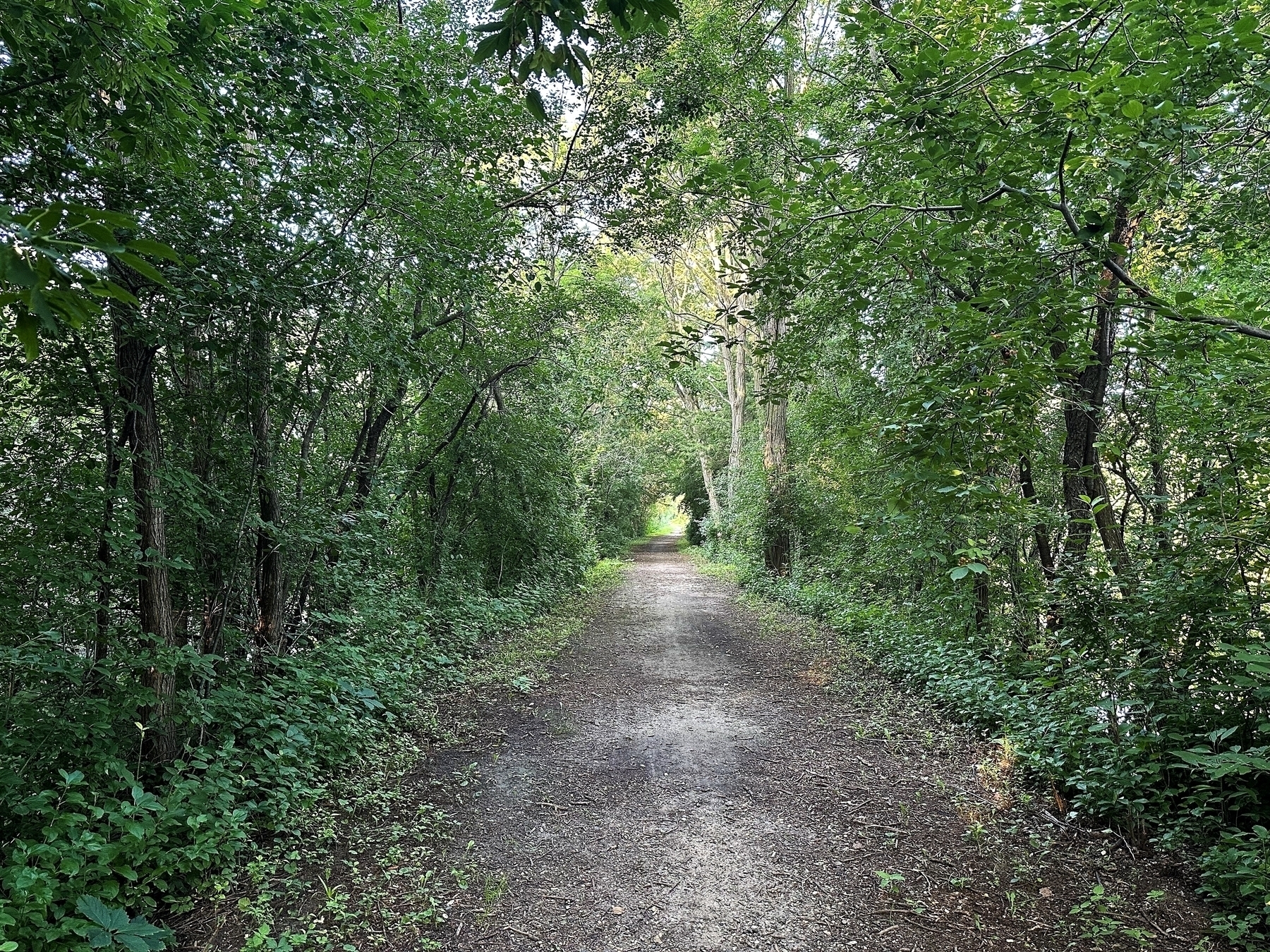 A dirt path stretches forward with overhanging green trees and dense foliage on both sides suggesting a serene wooded area.