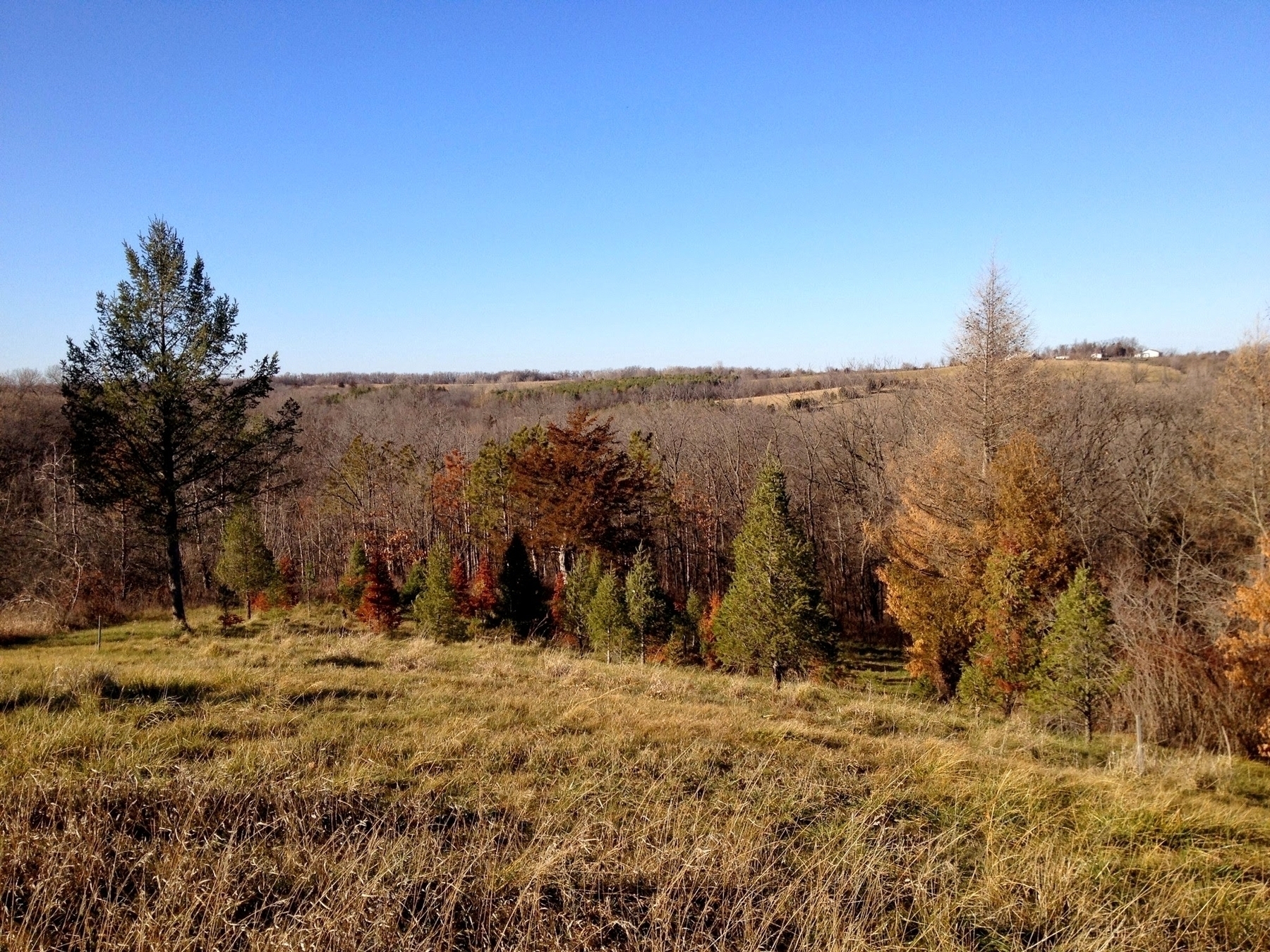 A variety of trees with autumn foliage stand before a grassy field under a clear blue sky.