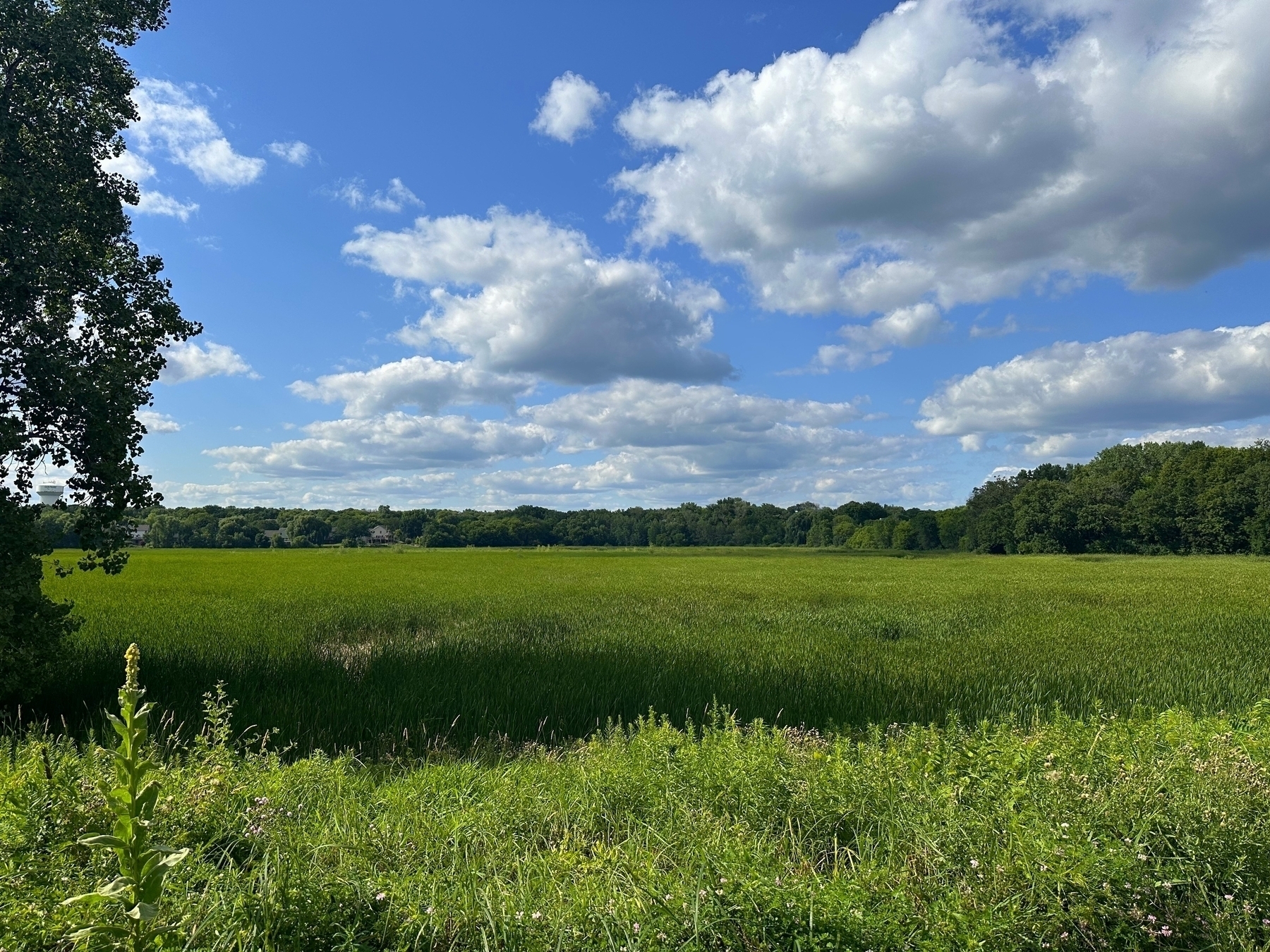 A vast green field stretches under a bright blue sky dotted with fluffy clouds, bordered by a line of dense green trees. A single tall plant stands in the foreground.