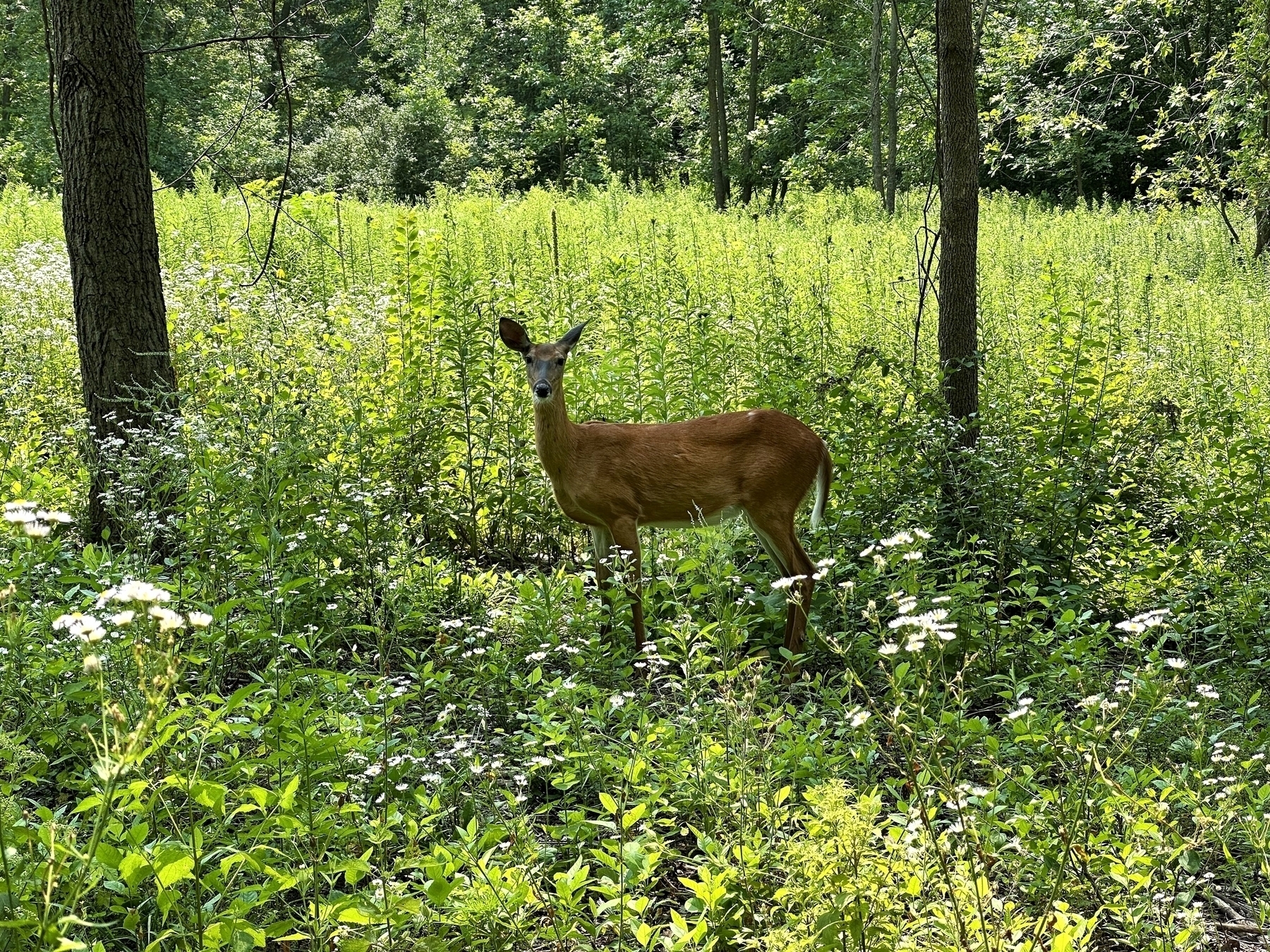 A deer stands alert amidst a lush, green forest, surrounded by tall plants and trees, illuminated by dappled sunlight.