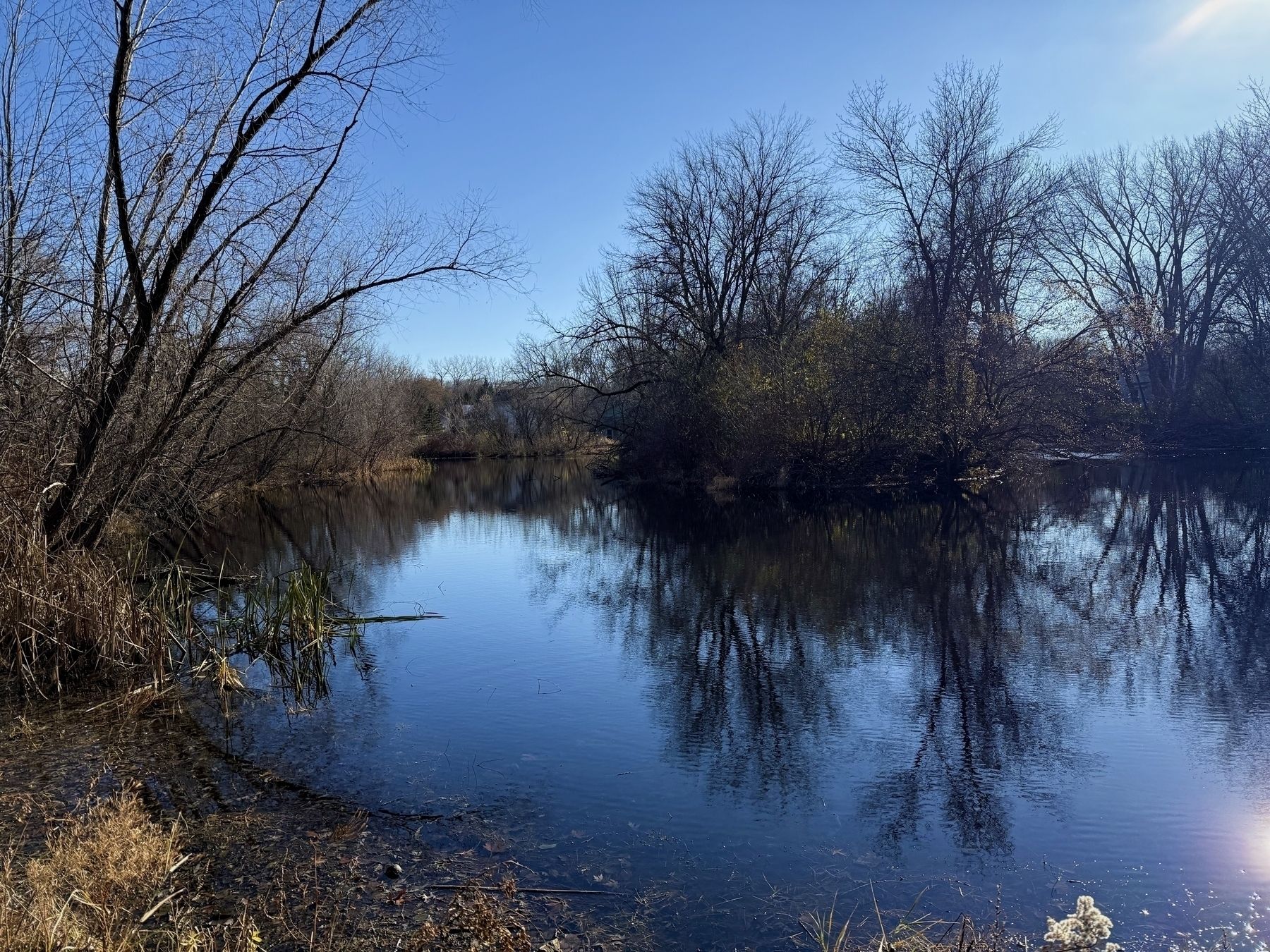 Bare trees reflect in a calm pond, surrounded by dry reeds and underbrush, under a clear blue sky.