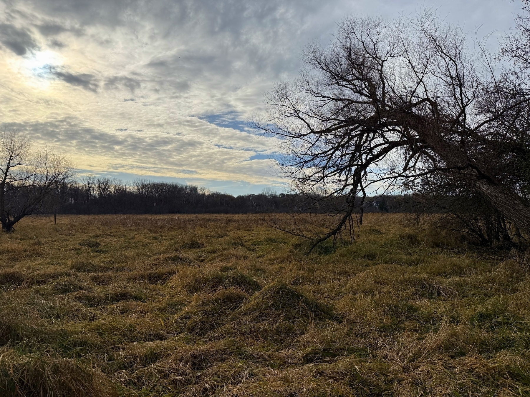 A bare, leaning tree arches over a grassy field in a rural landscape, with a cloudy sky diffusing the daylight in the background.