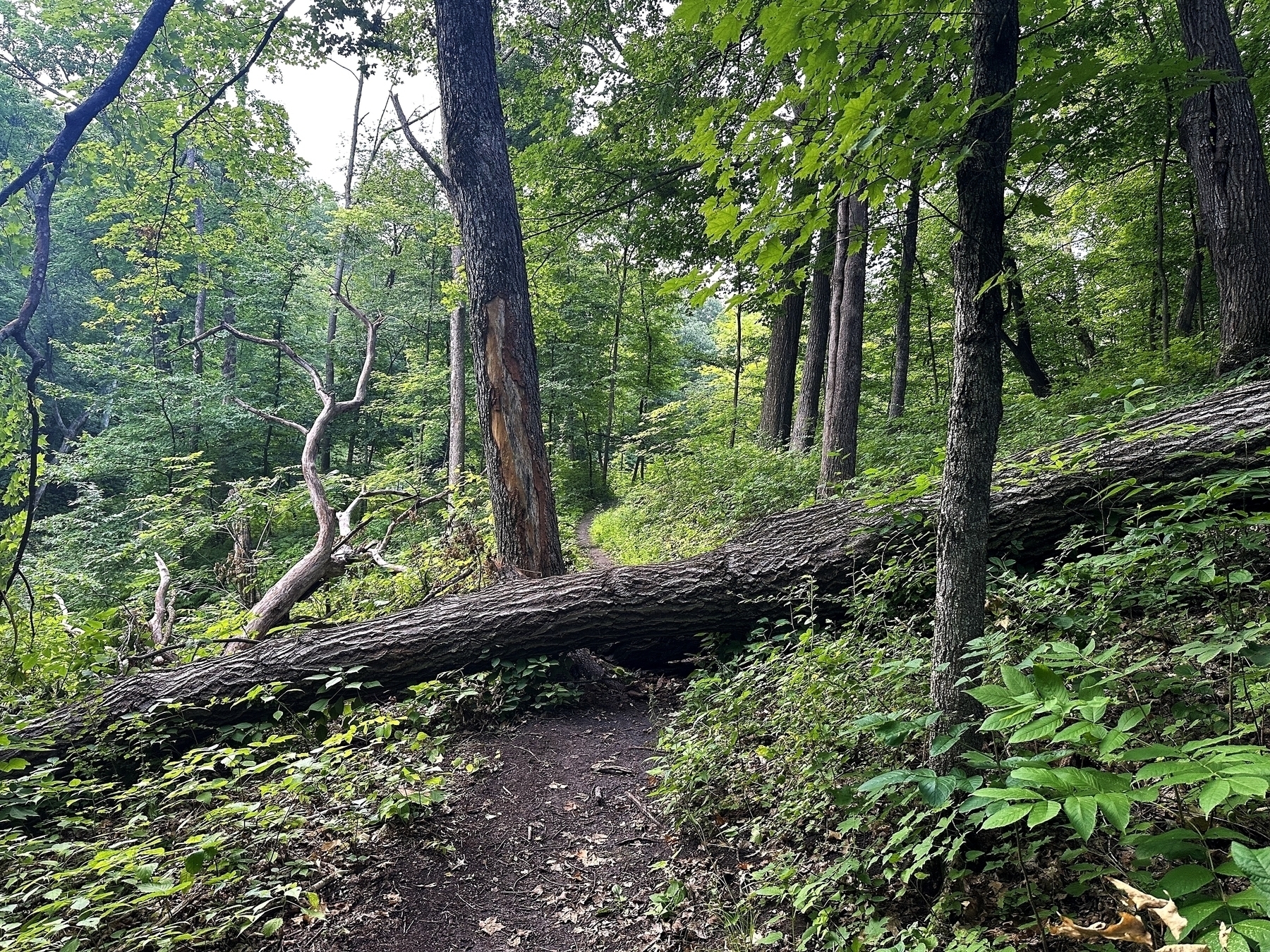 A large tree has fallen across a narrow dirt path, surrounded by dense, green forest foliage.