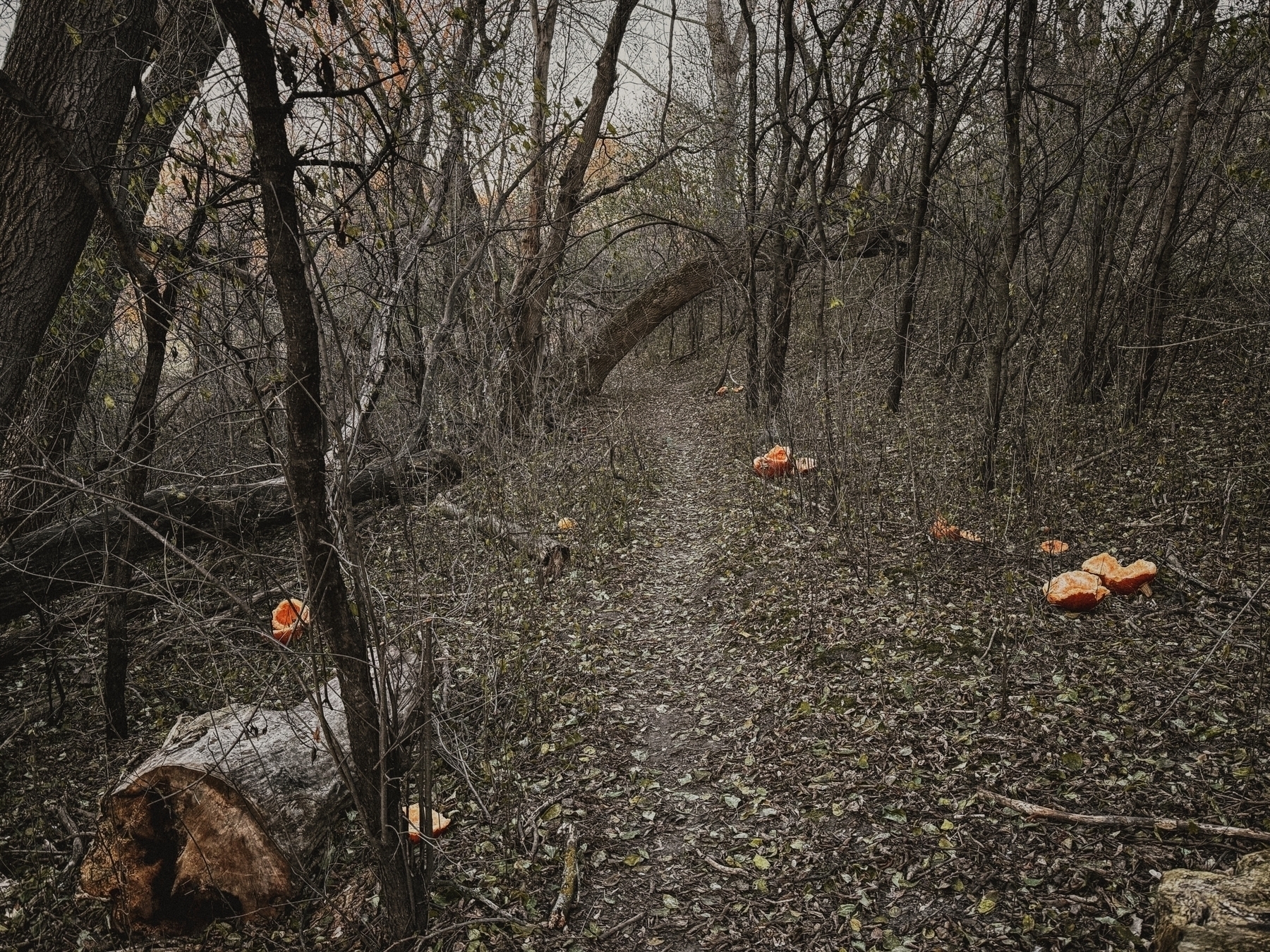 Orange pumpkins are scattered along a leaf-covered forest path, surrounded by bare trees and a fallen log, creating an autumnal atmosphere.